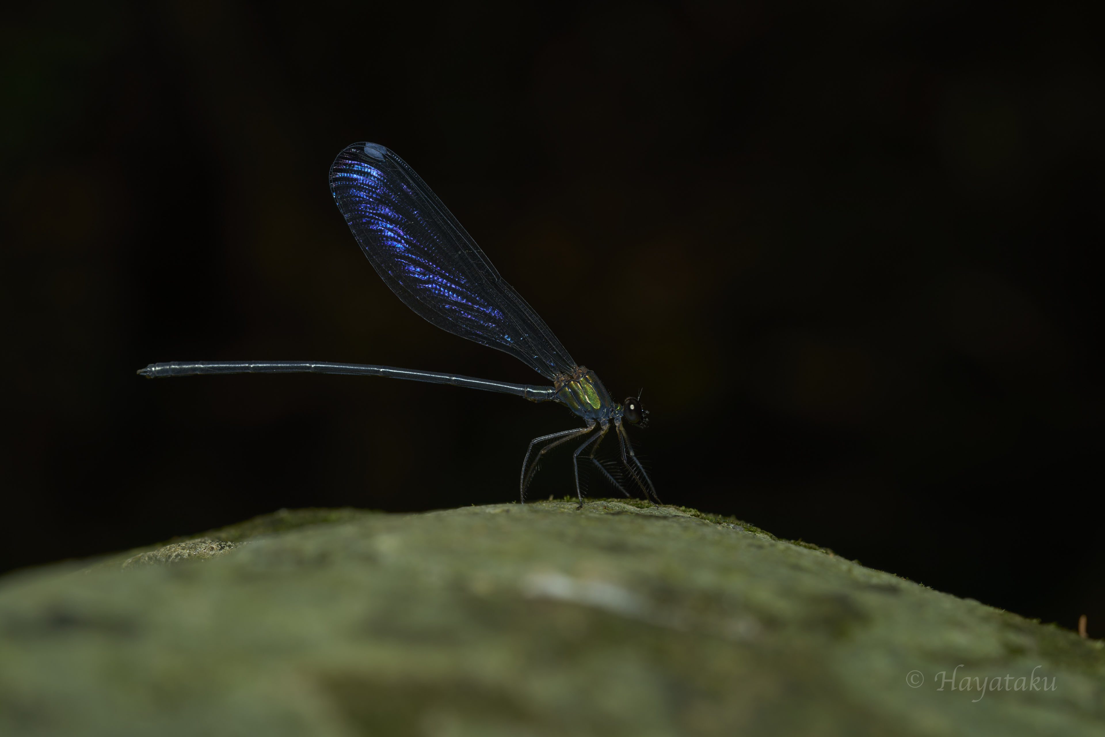 クロイワカワトンボ