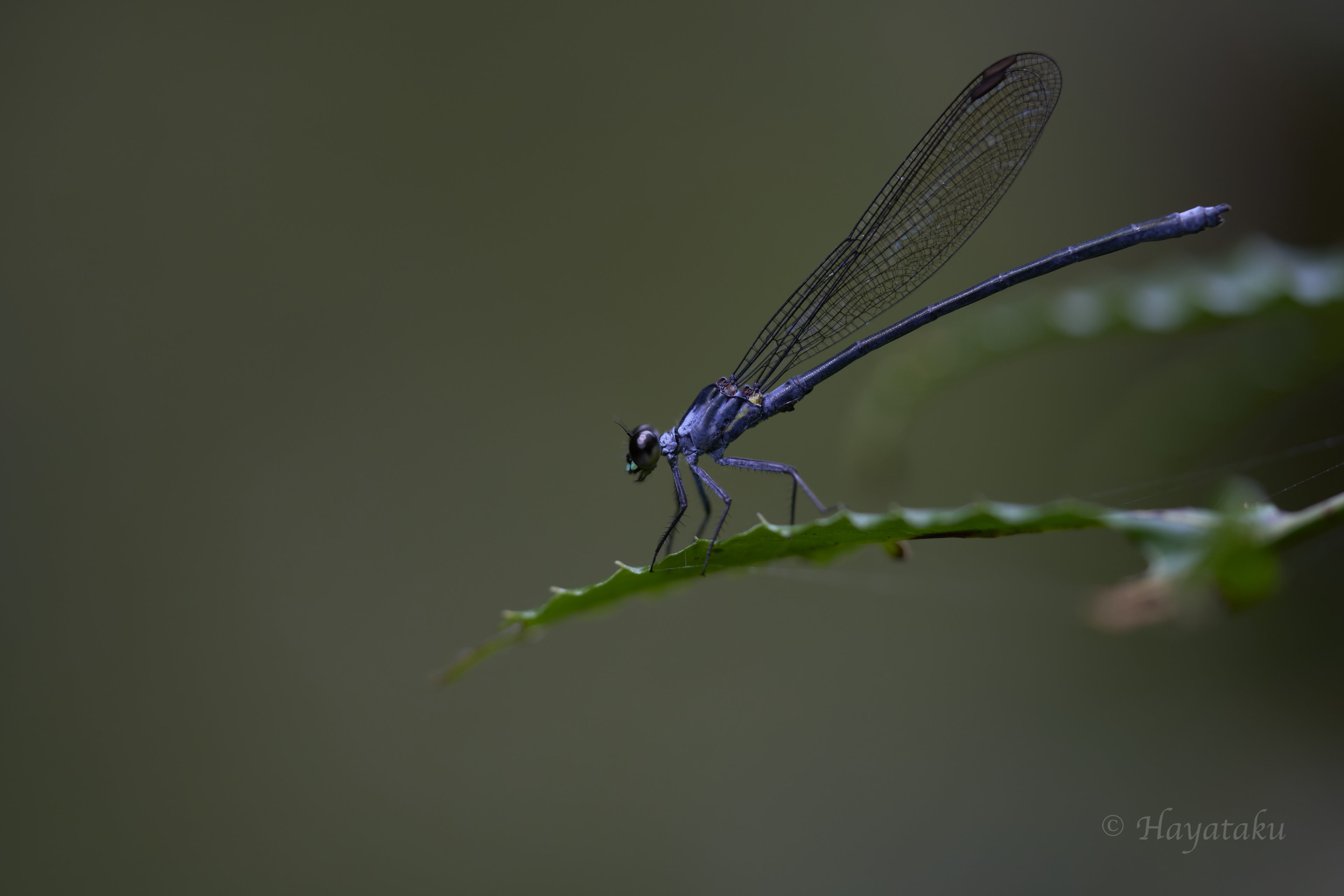 チビカワトンボ
