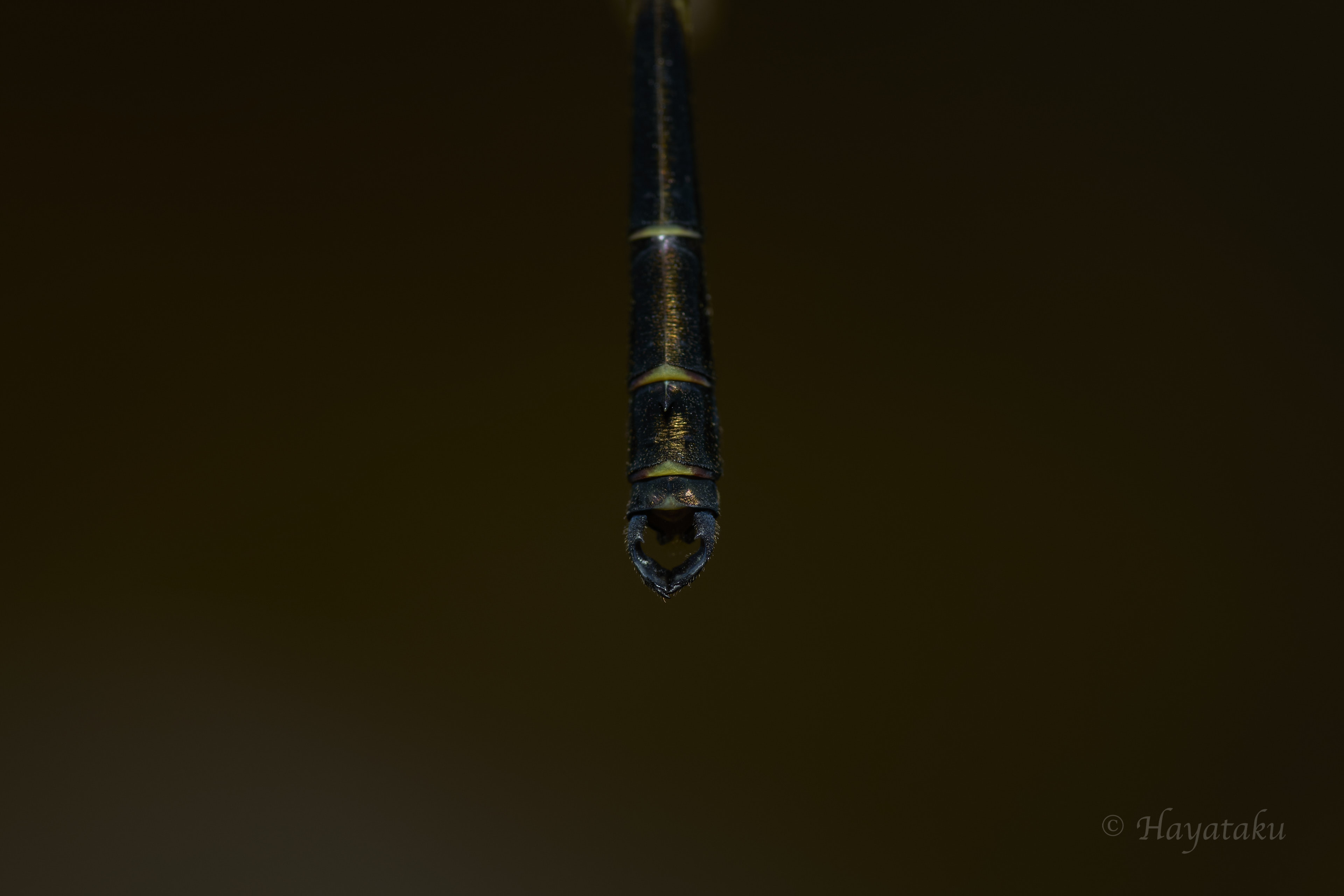 ヤエヤマトゲオトンボ