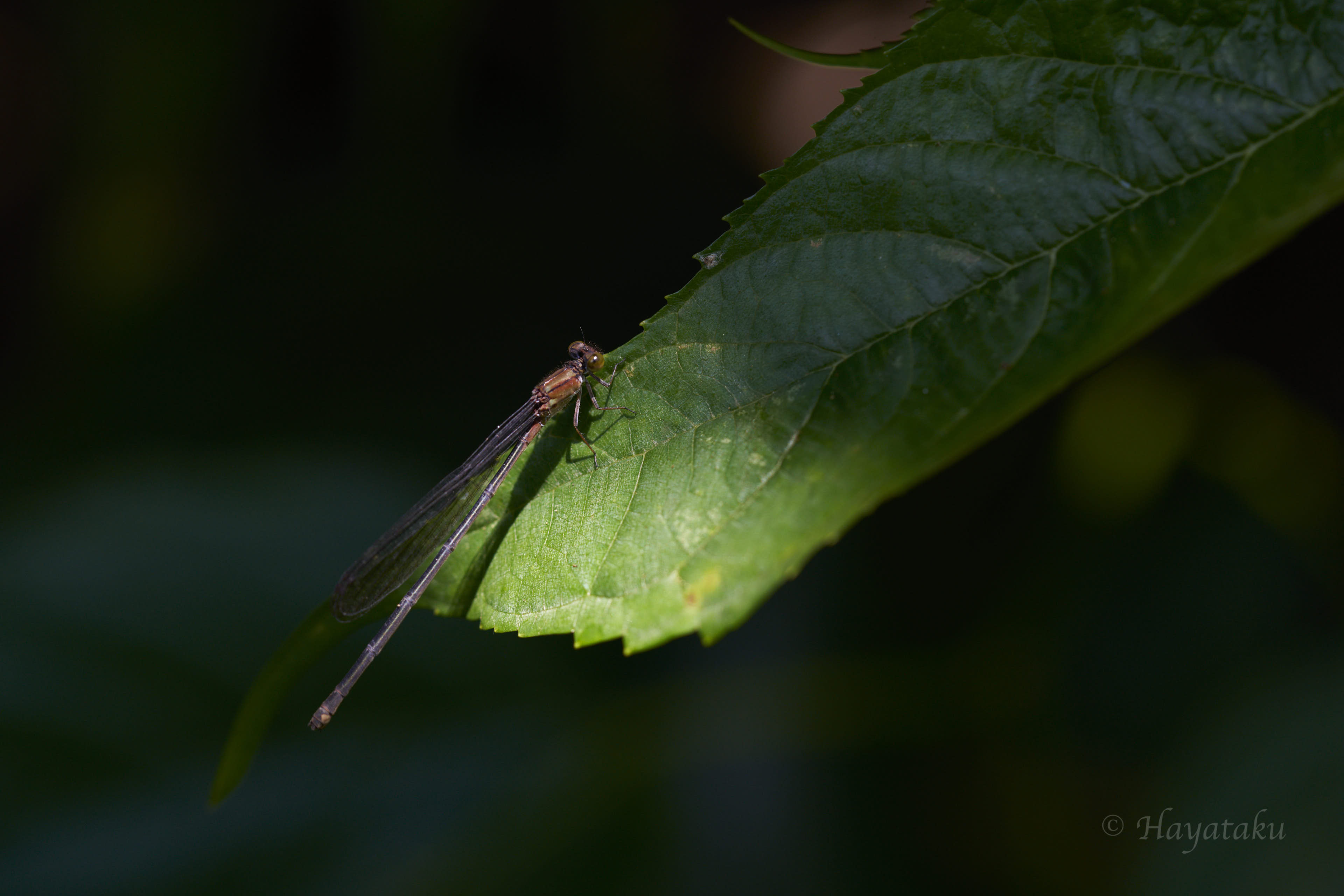 アカナガイトトンボ