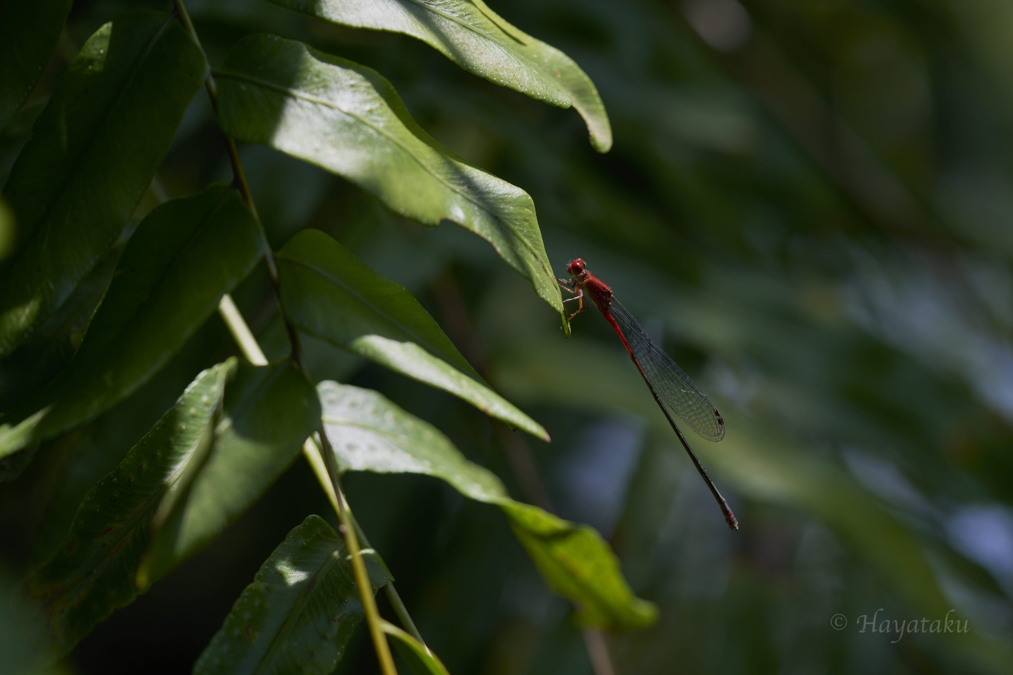 アカナガイトトンボ
