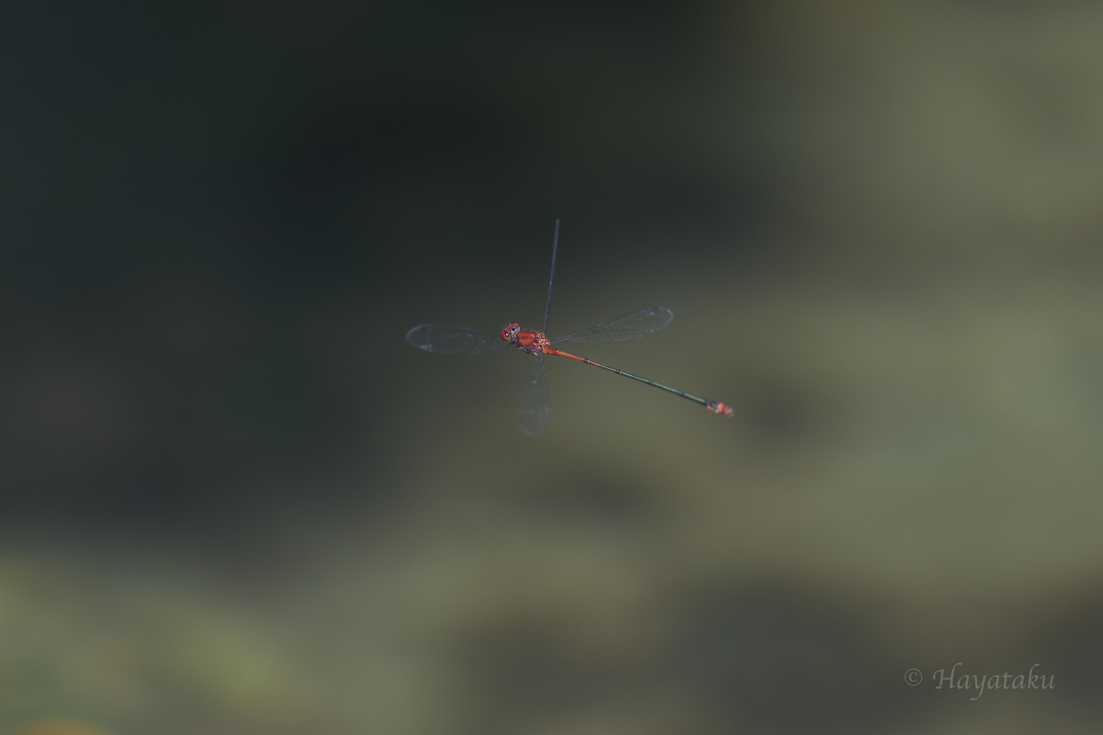 アカナガイトトンボ