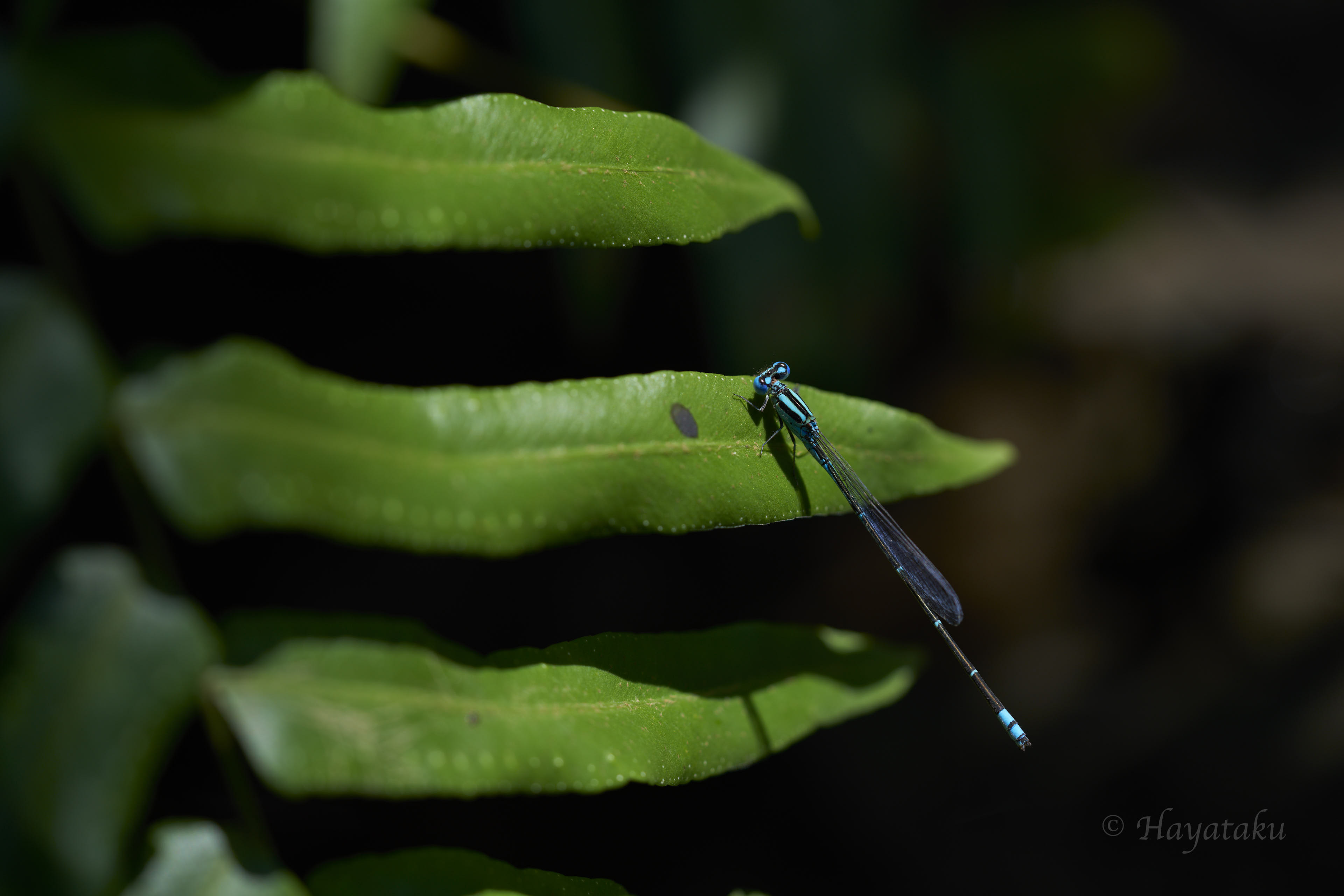 アオナガイトトンボ