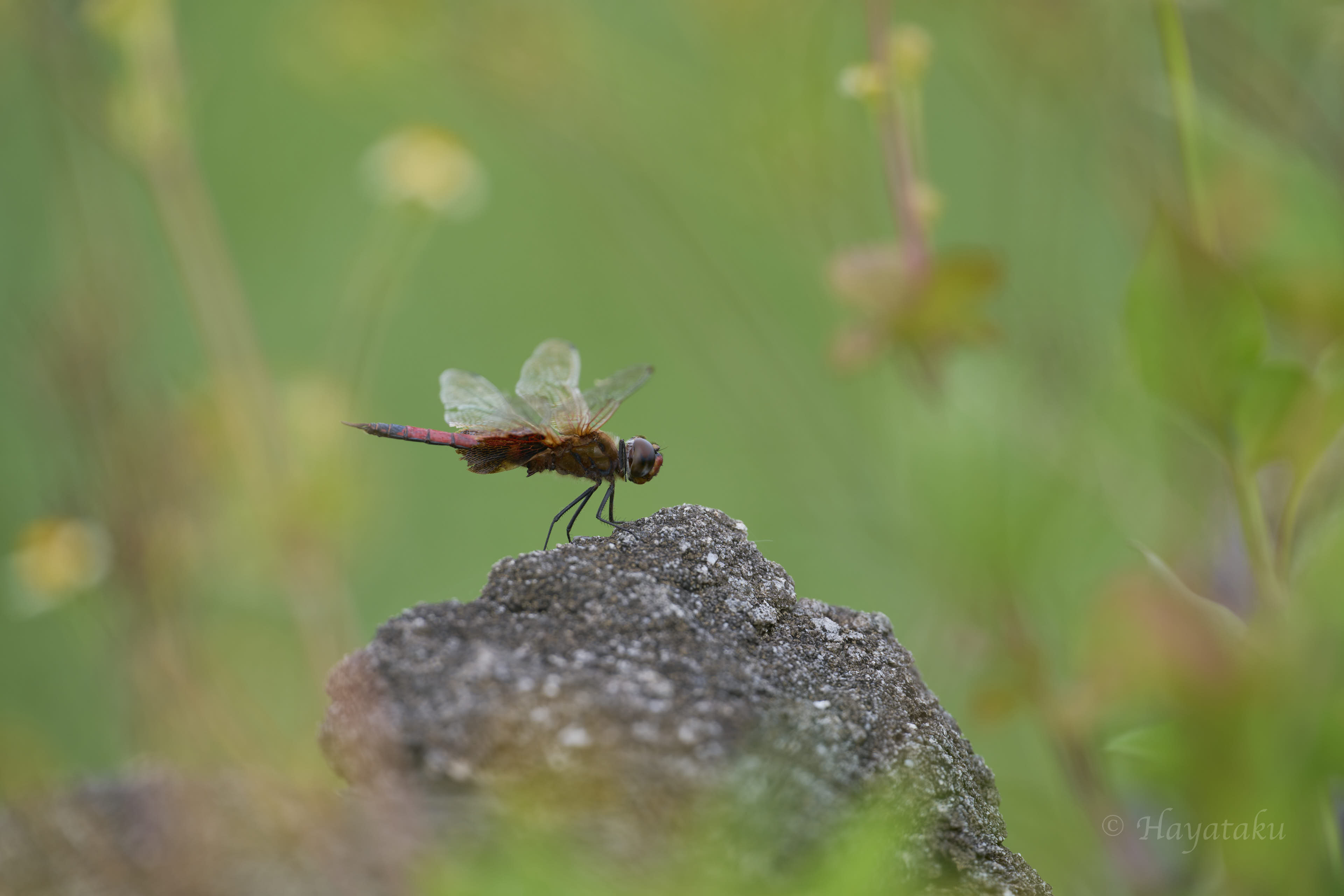 ヒメハネビロトンボ