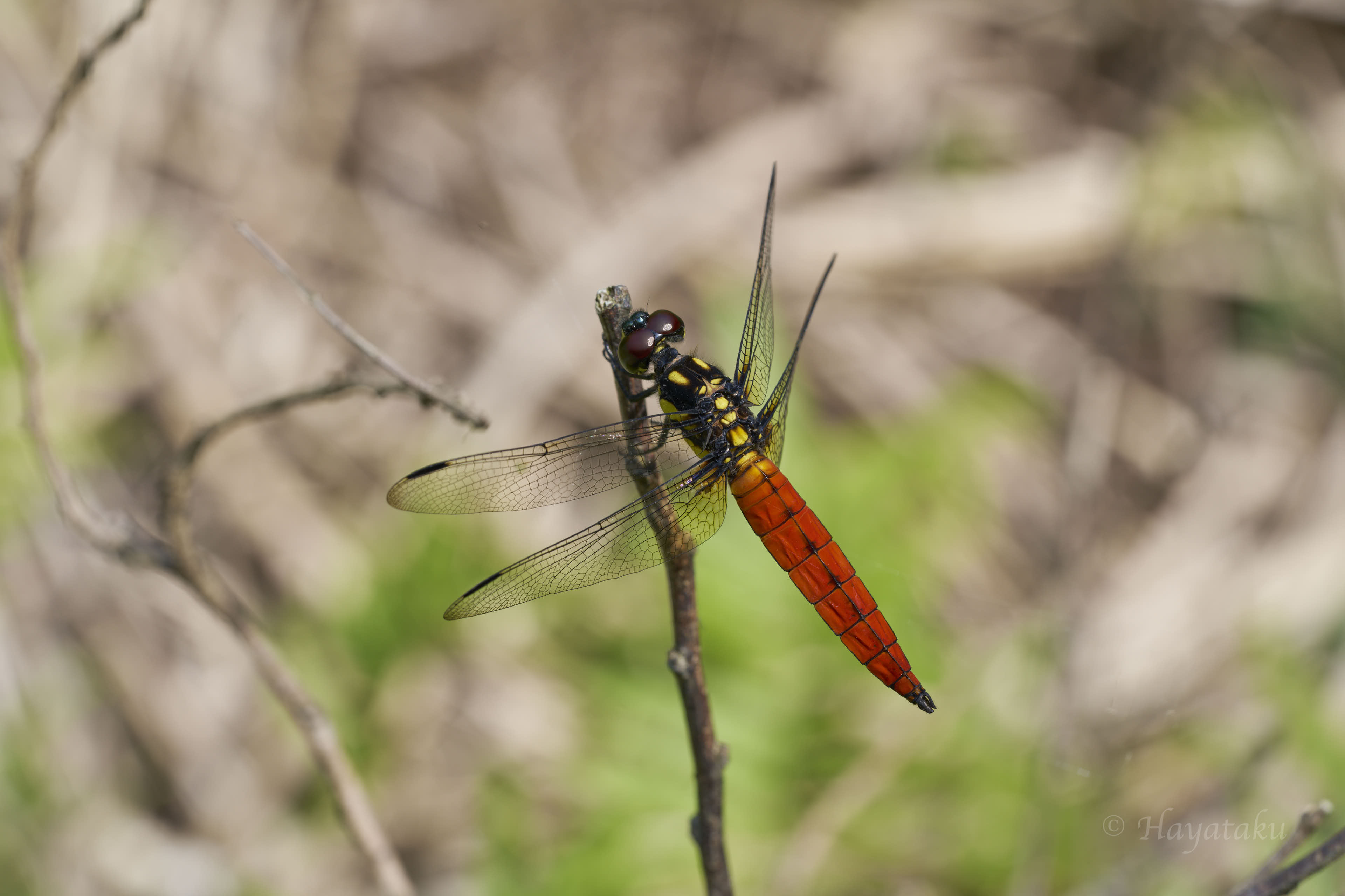キイロハラビロトンボ