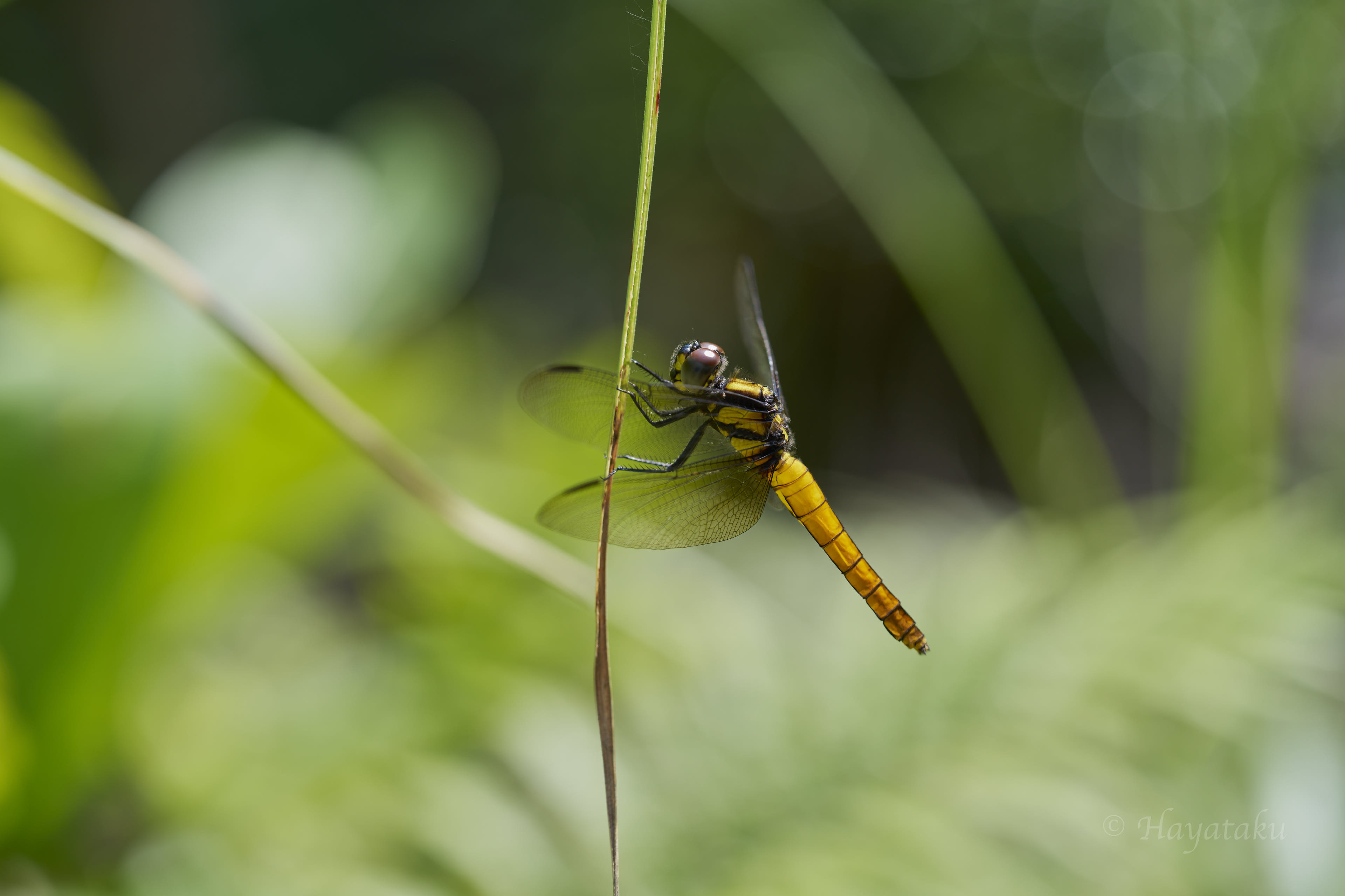 キイロハラビロトンボ