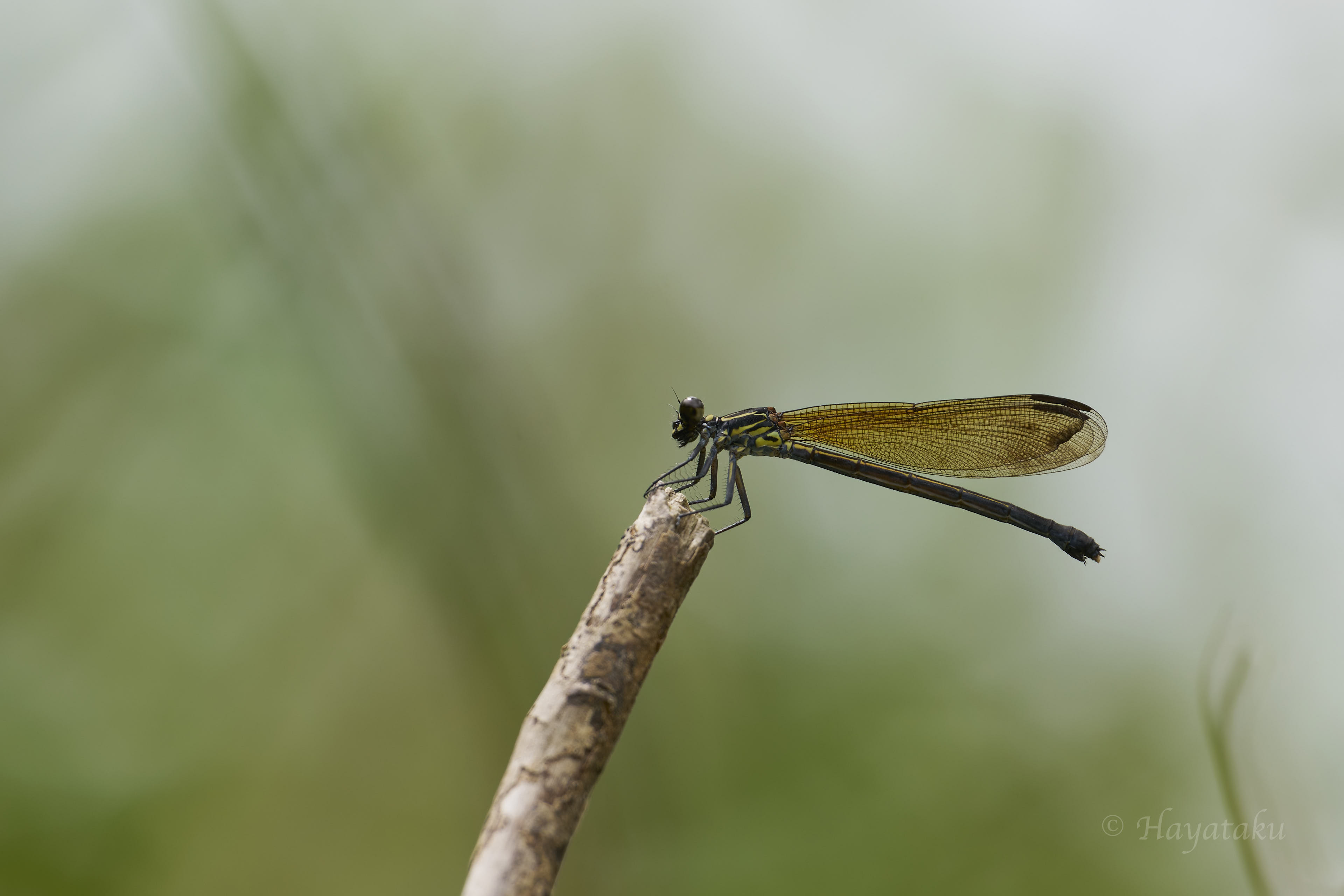 コナカハグロトンボ