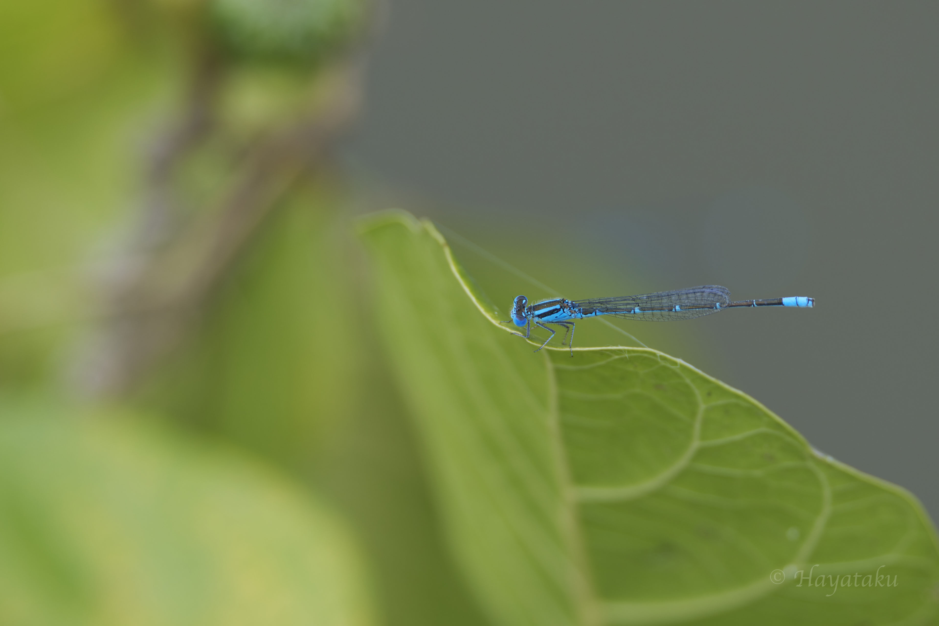 ムスジイトトンボ