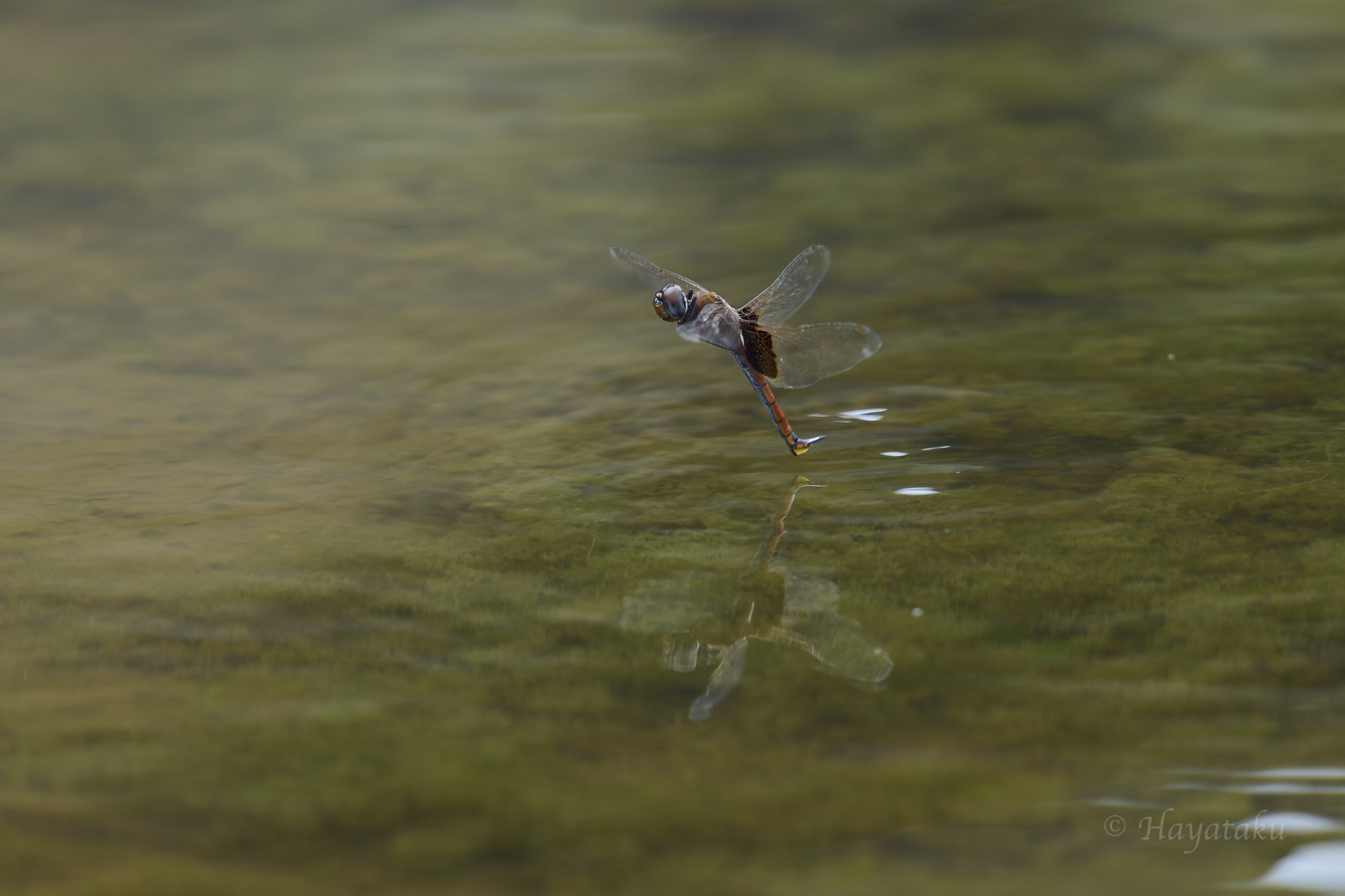 ヒメハネビロトンボ