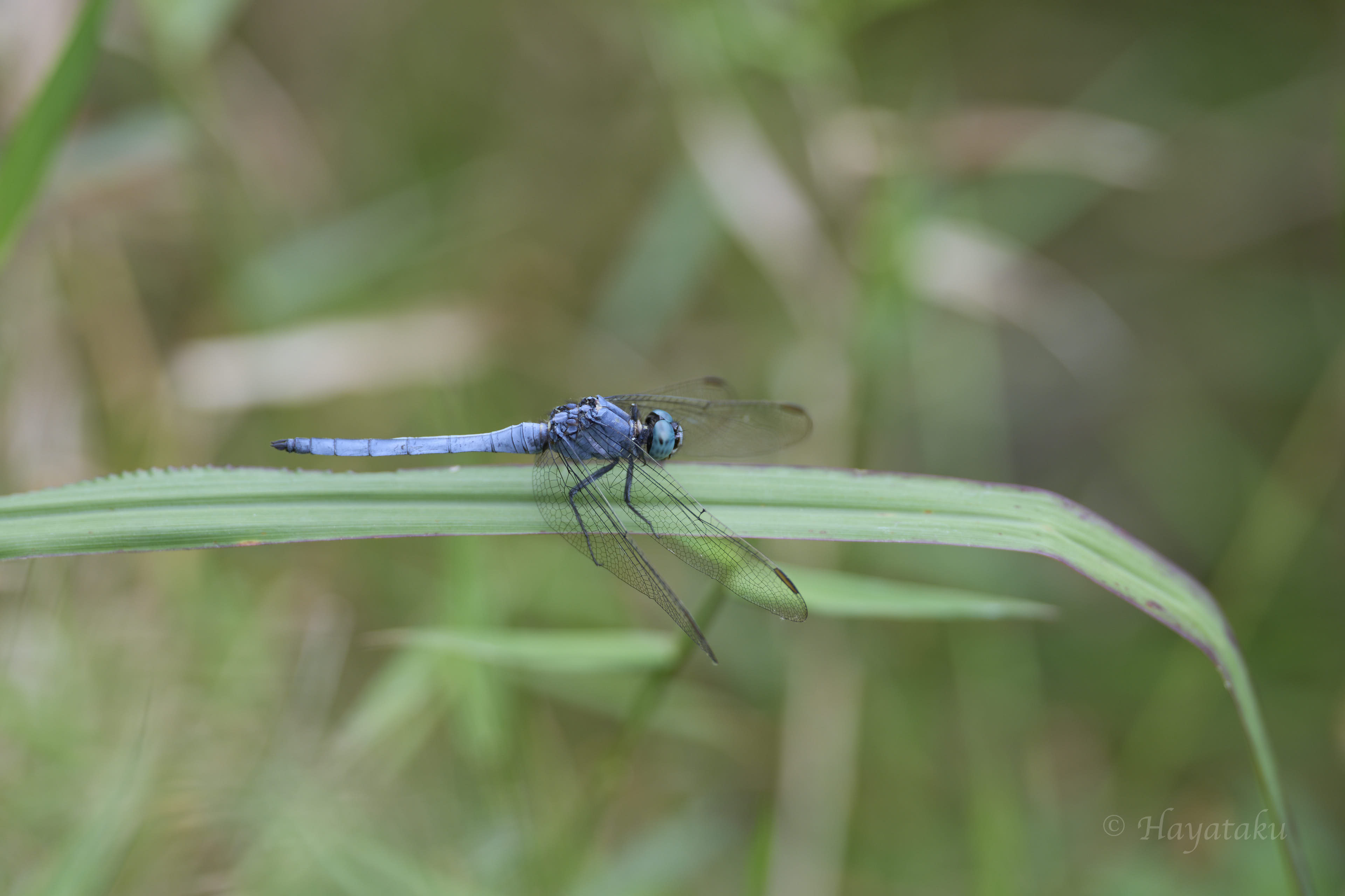 ホソミシオカラトンボ