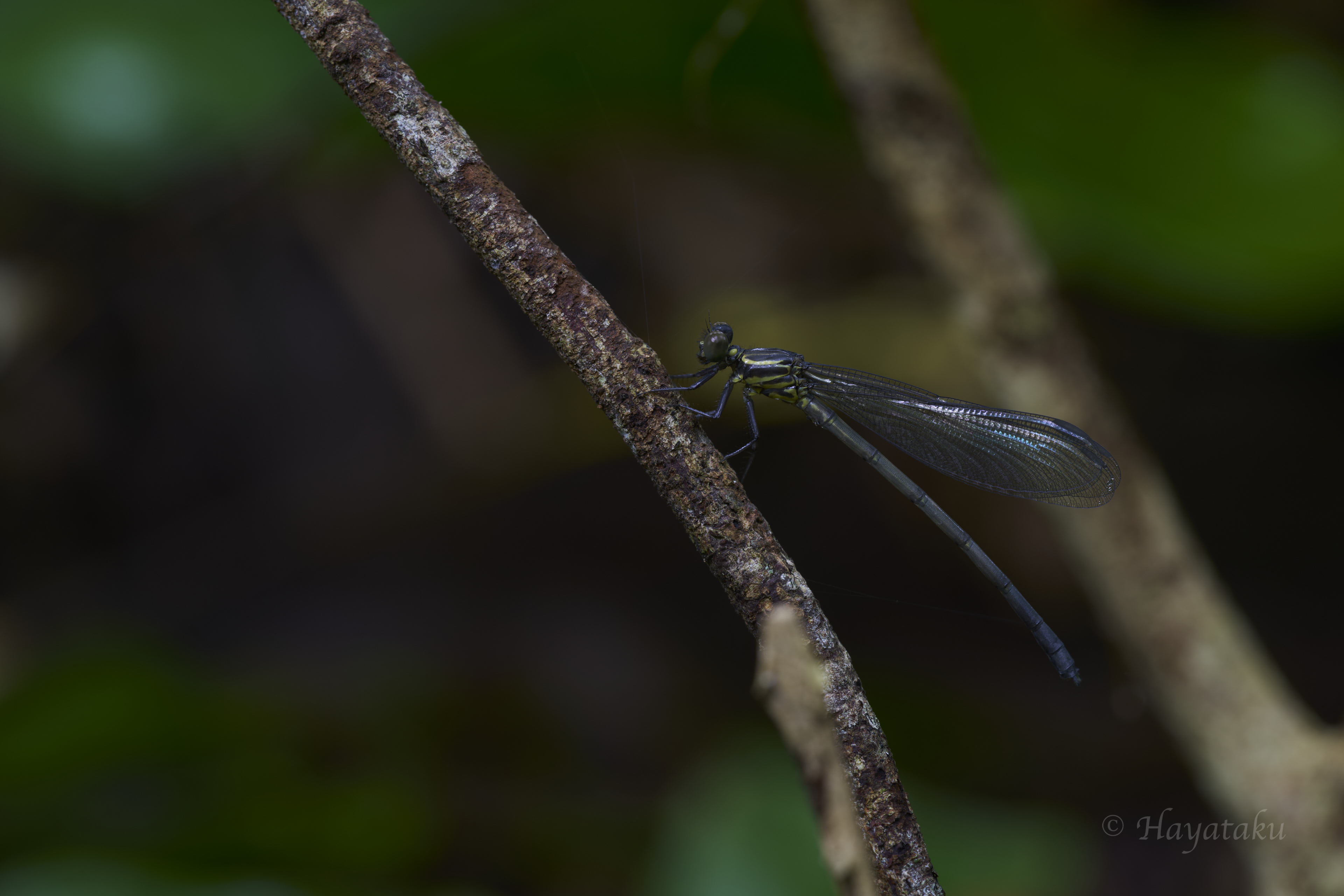 コナカハグロトンボ