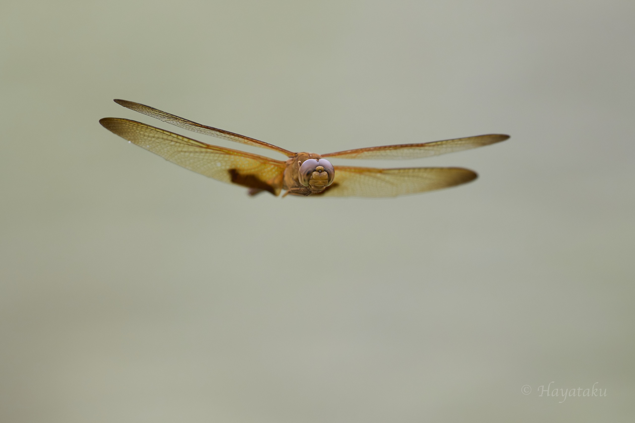 オオキイロトンボ