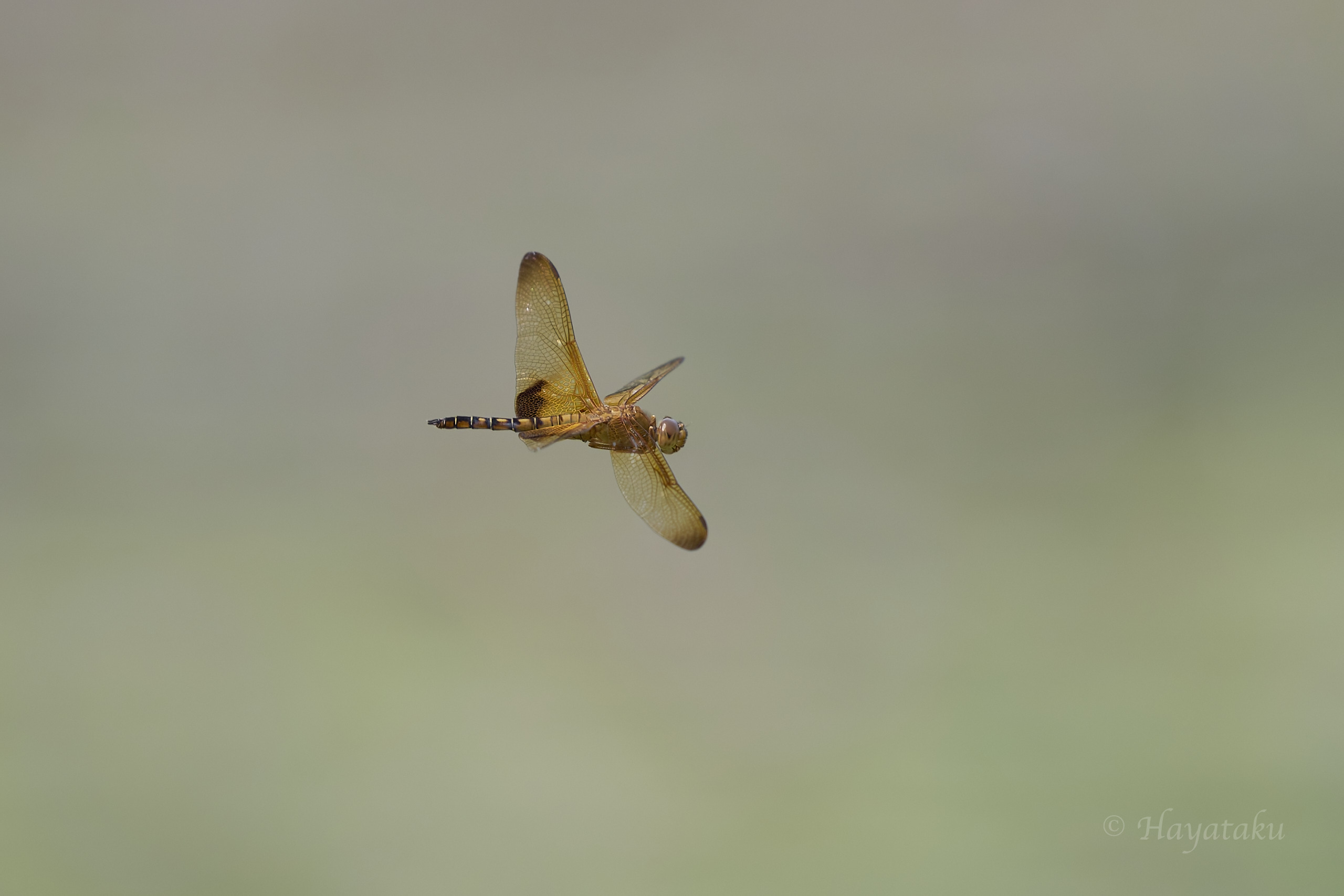 オオキイロトンボ