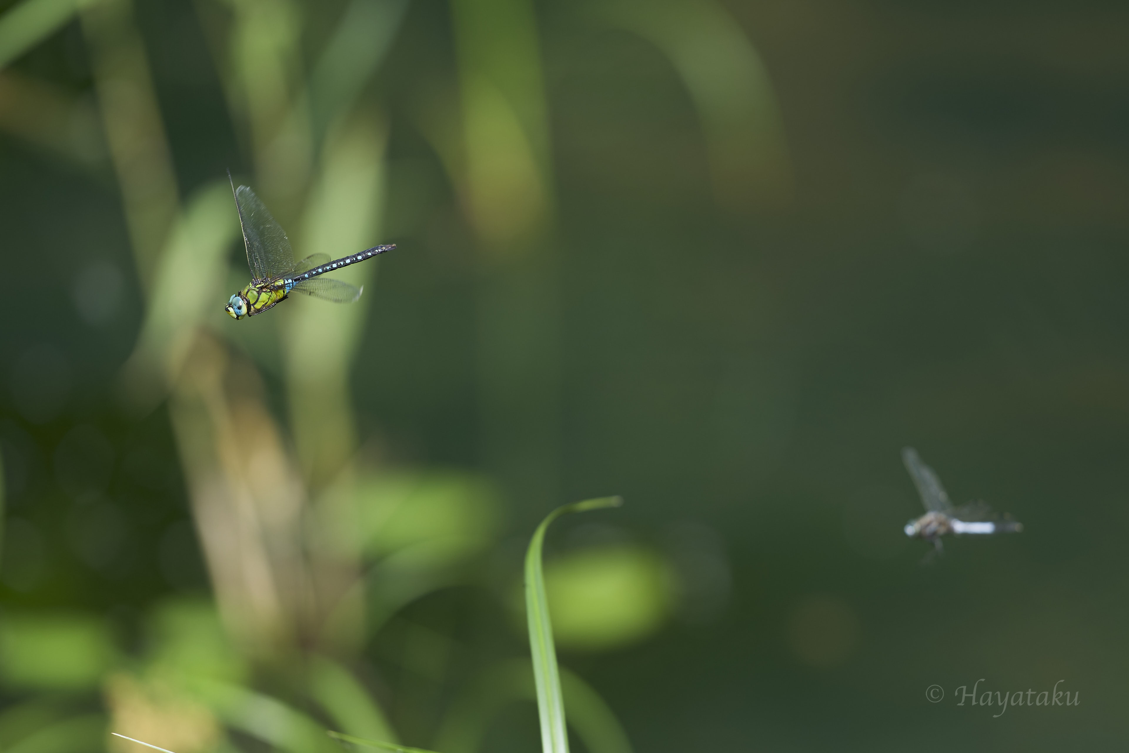 クロスジギンヤンマ