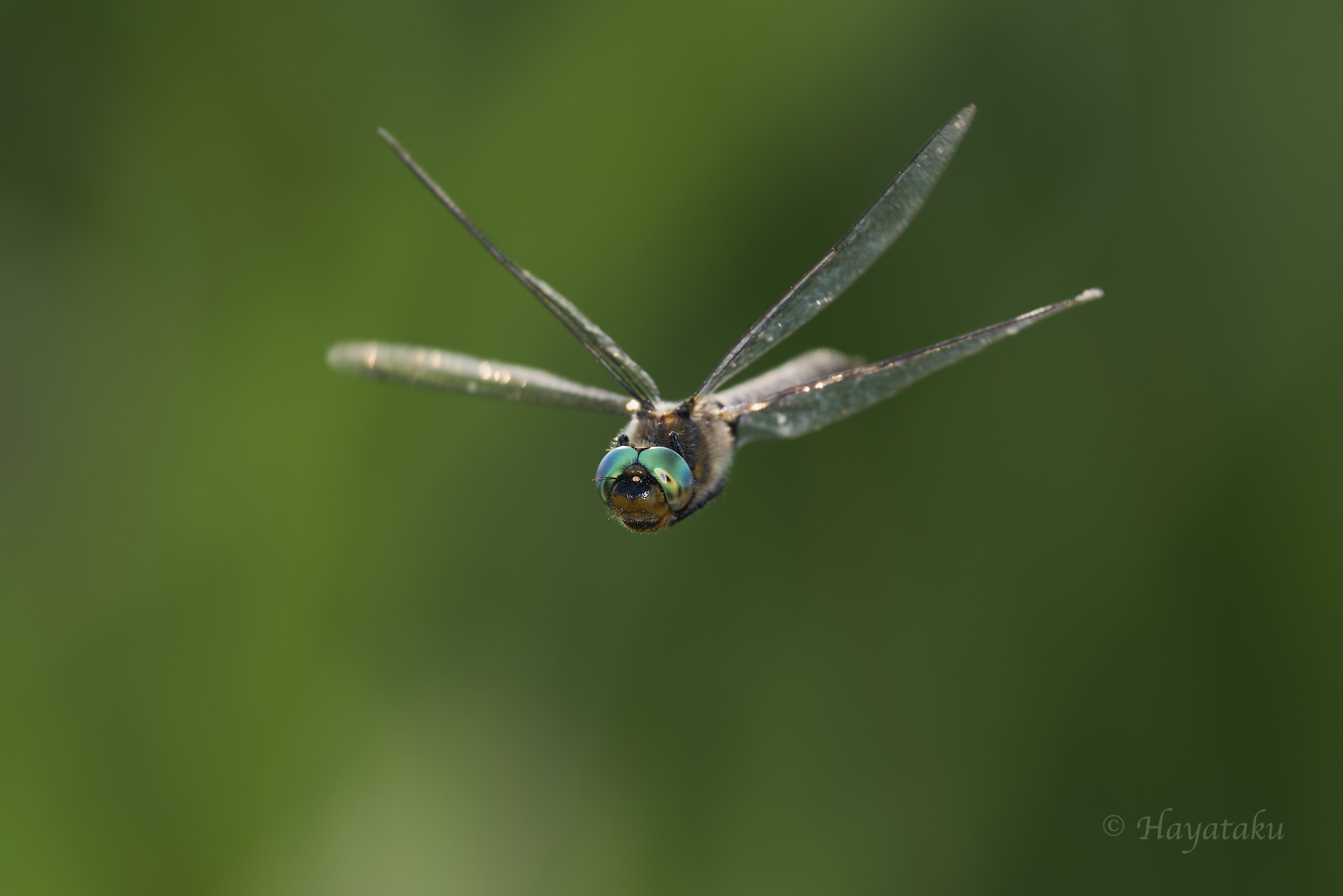 オオトラフトンボ