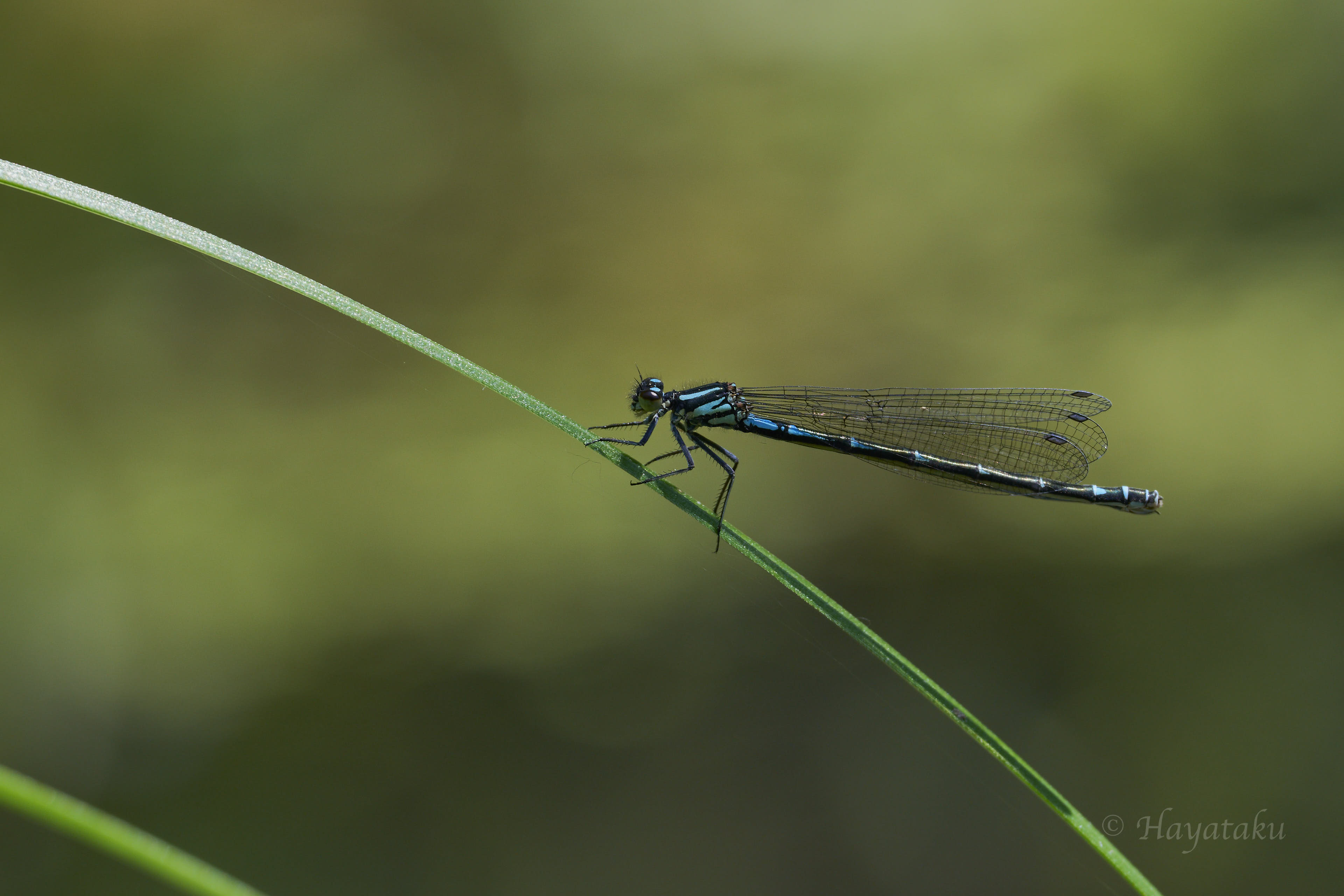 カラフトイトトンボ