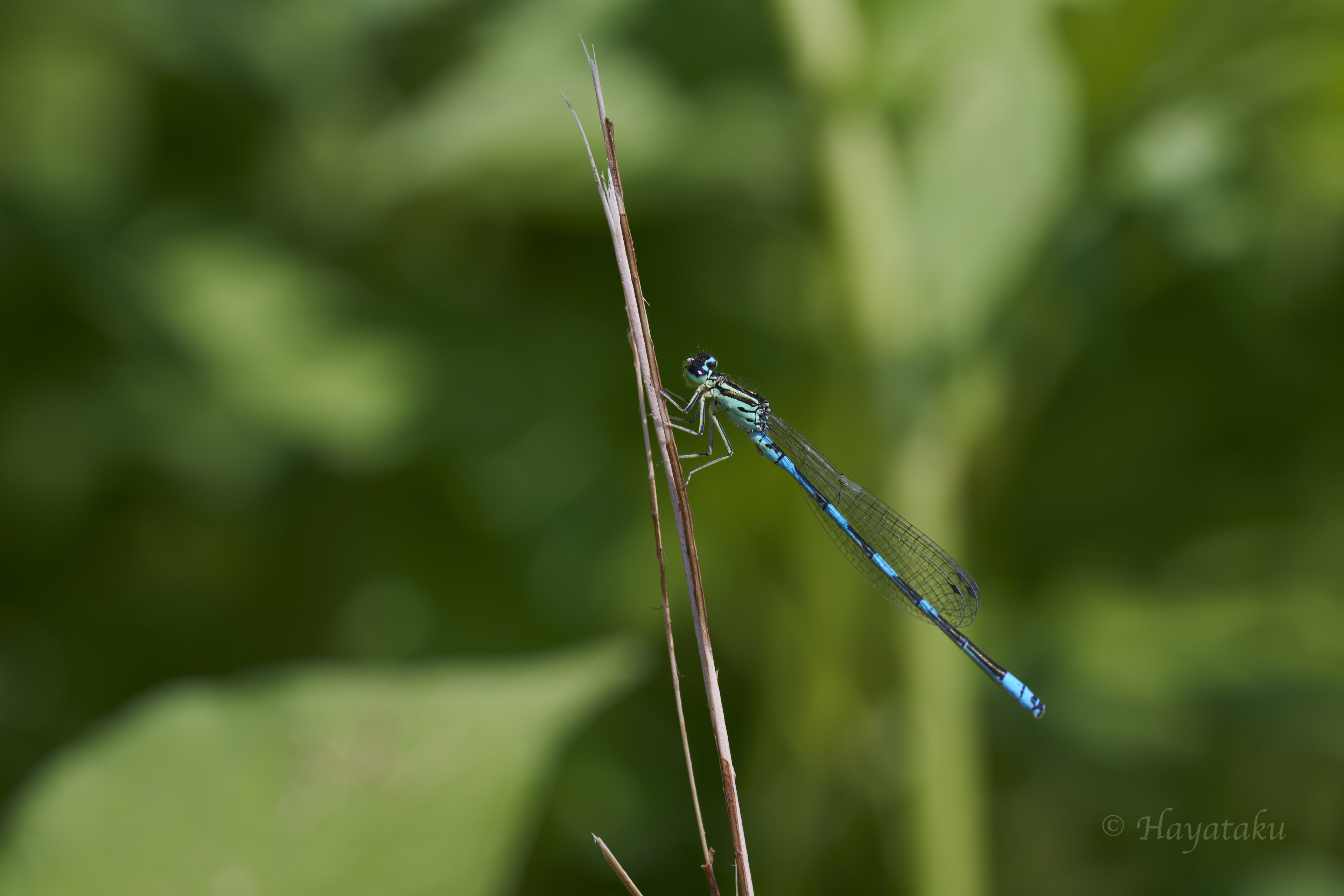 キタイトトンボ