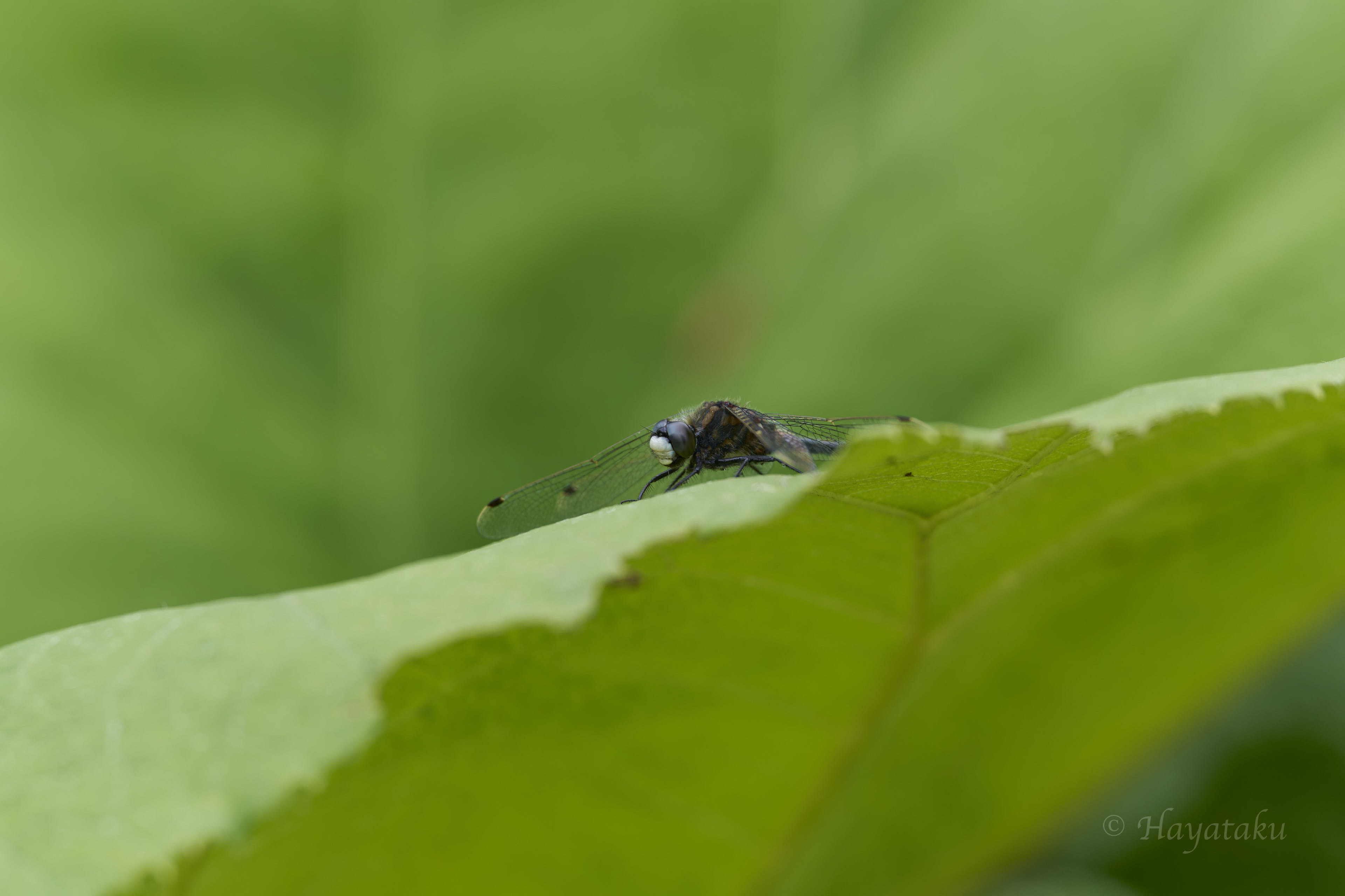 エゾカオジロトンボ