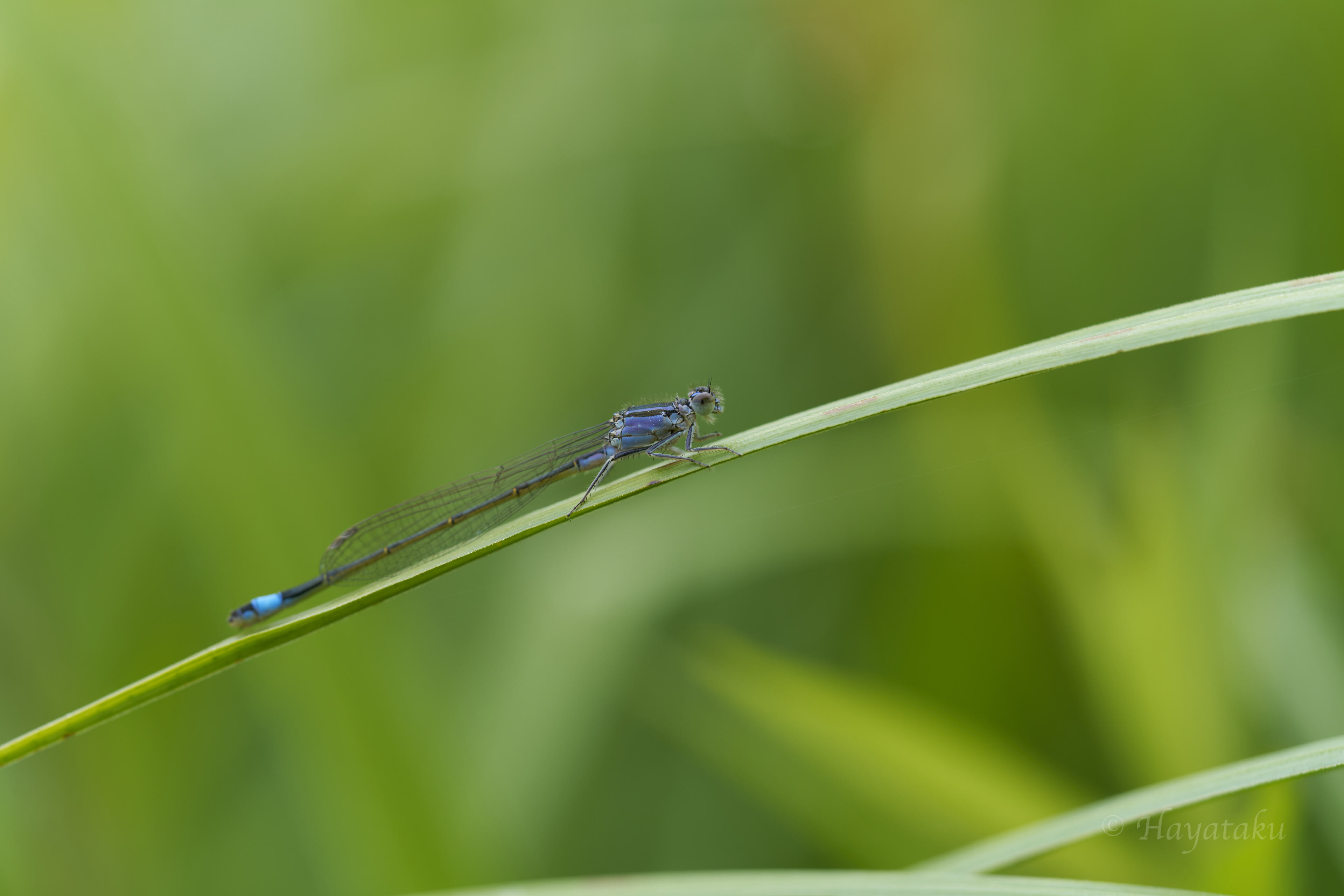 マンシュウイトトンボ