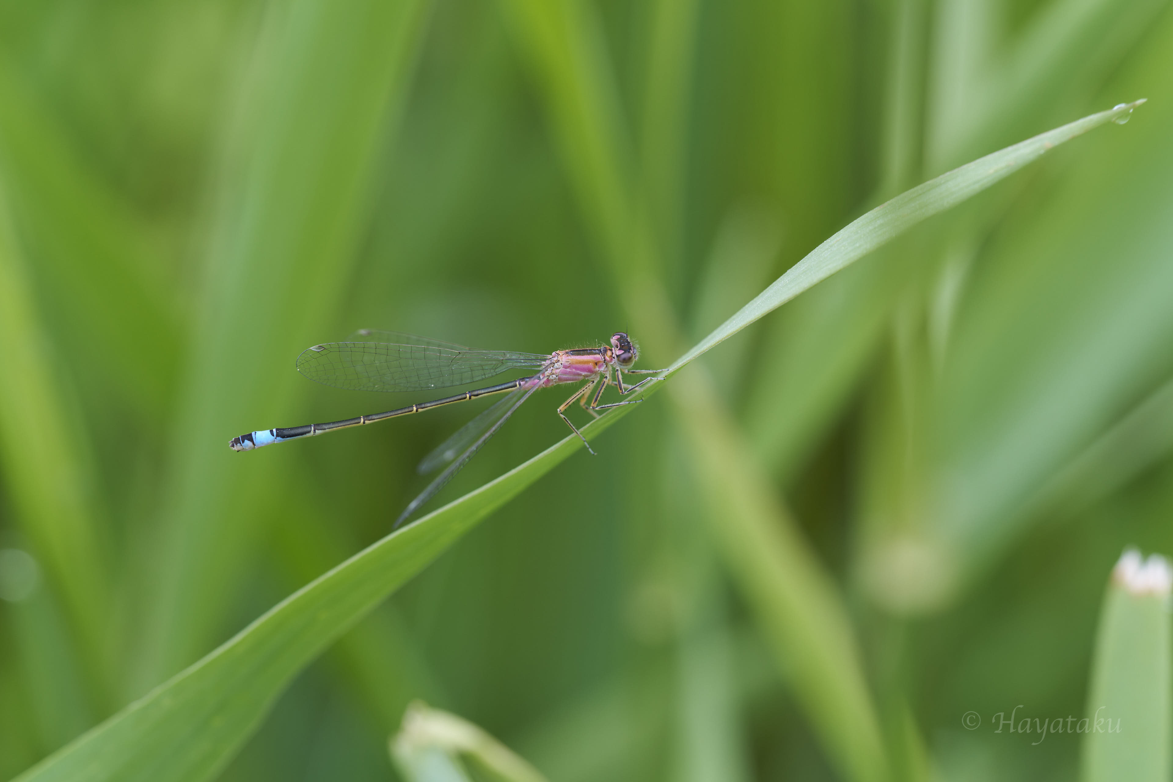 マンシュウイトトンボ