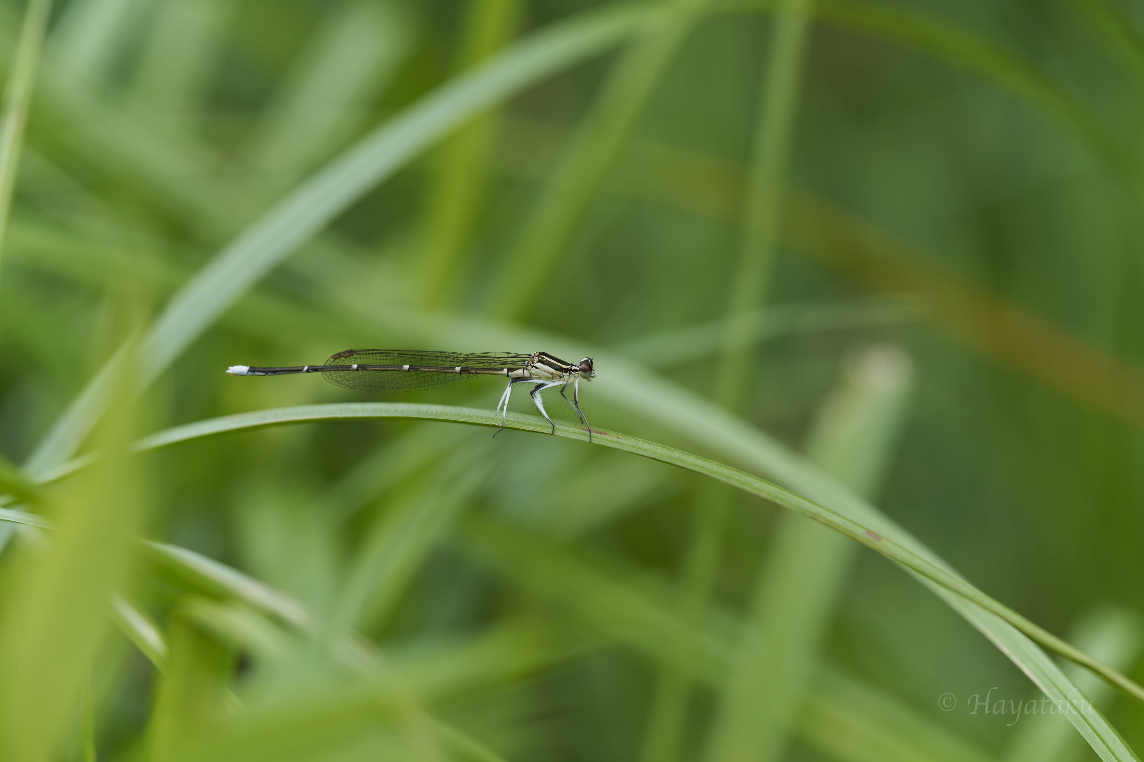 モノサシトンボ