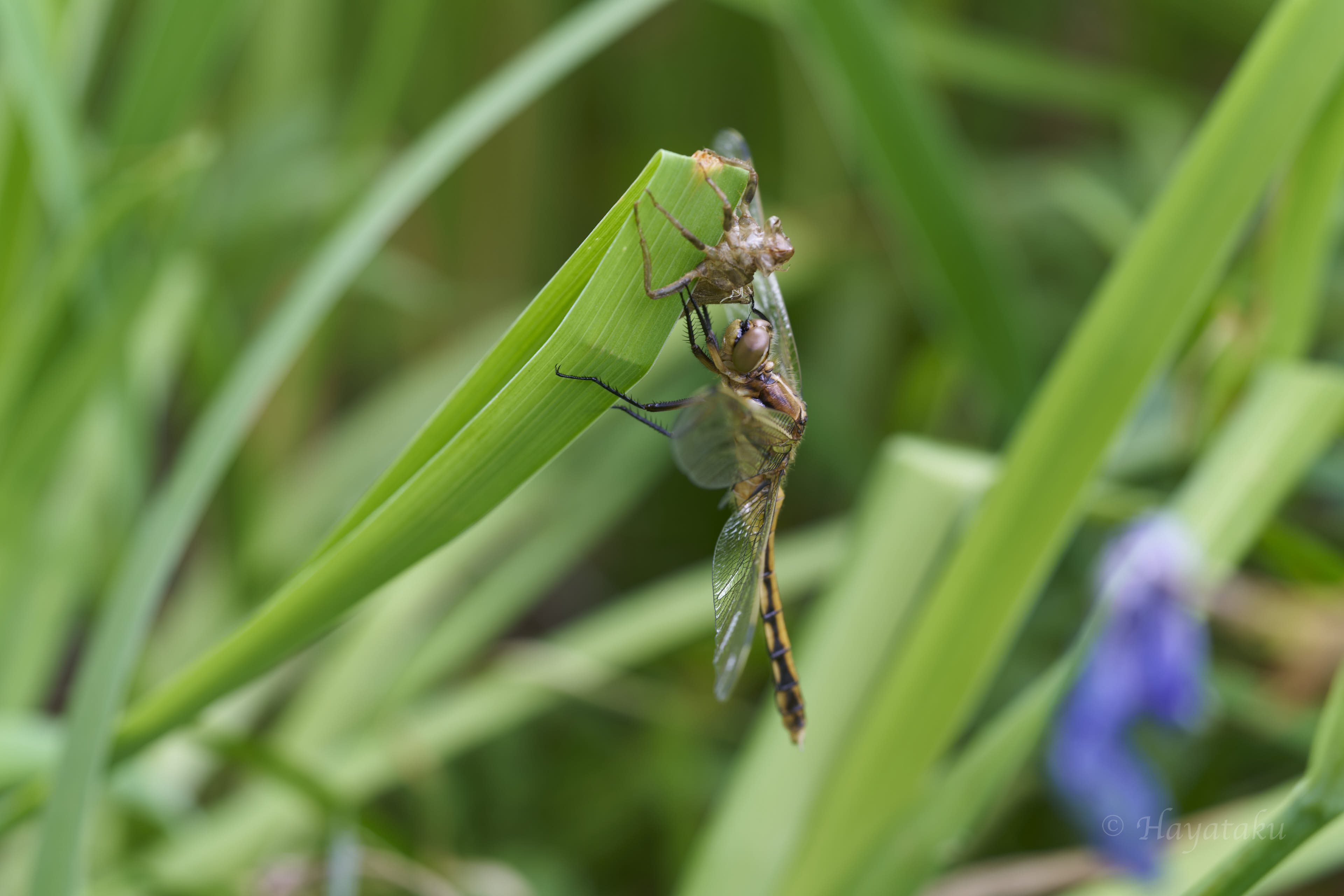 シオカラトンボ