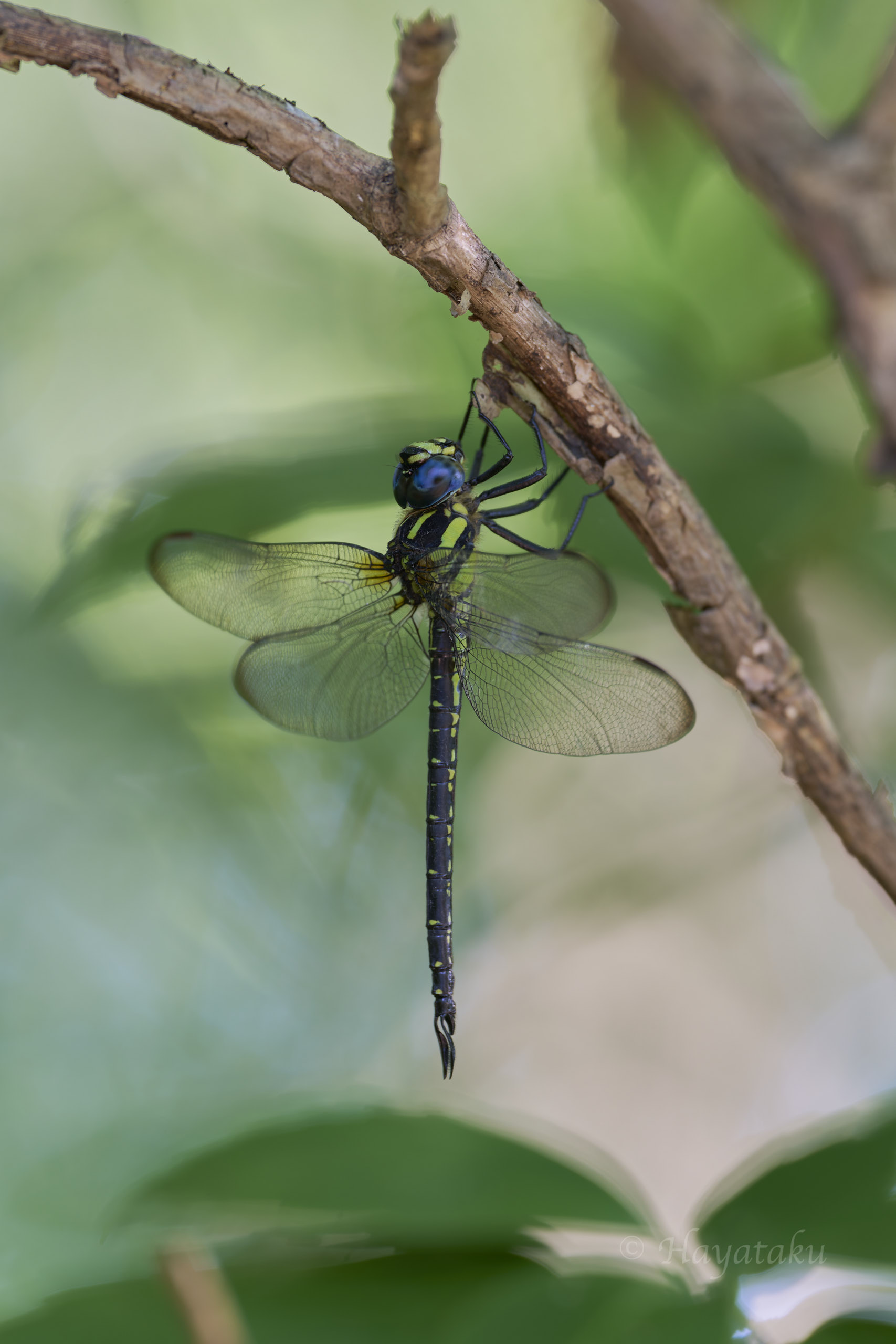 ネアカヨシヤンマ