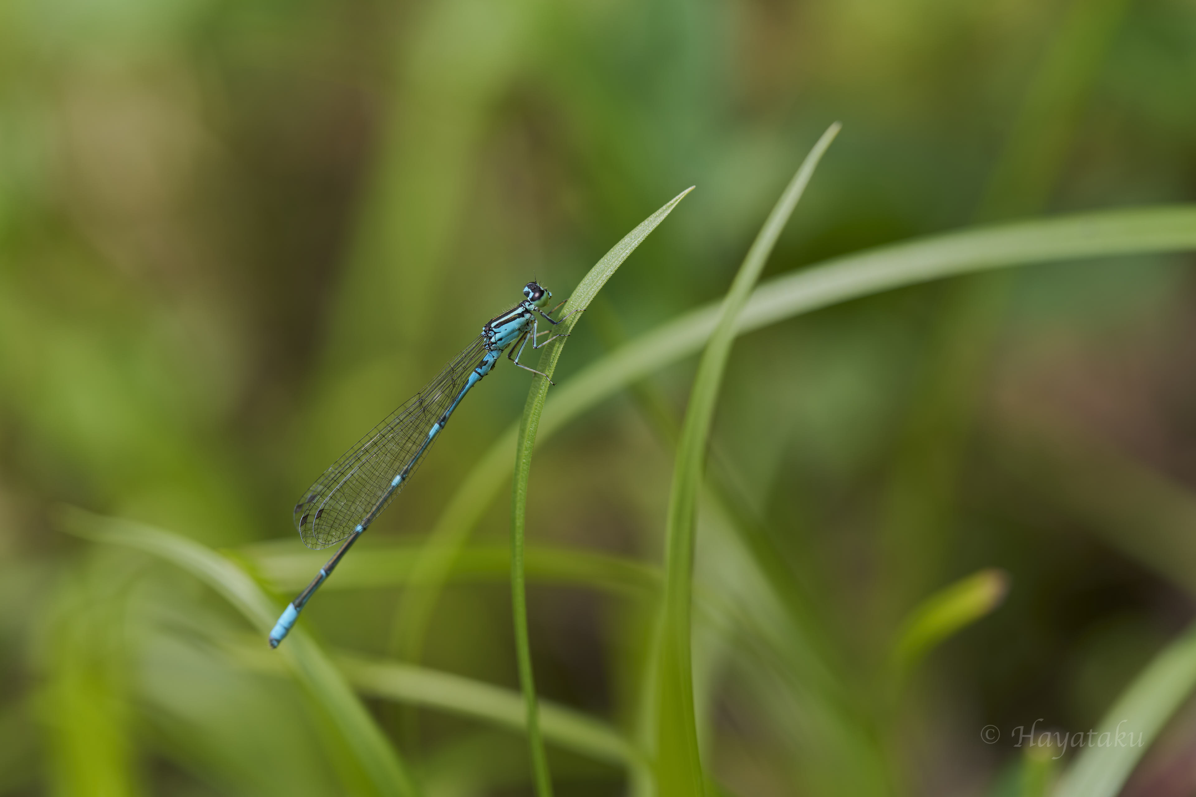 オゼイトトンボ