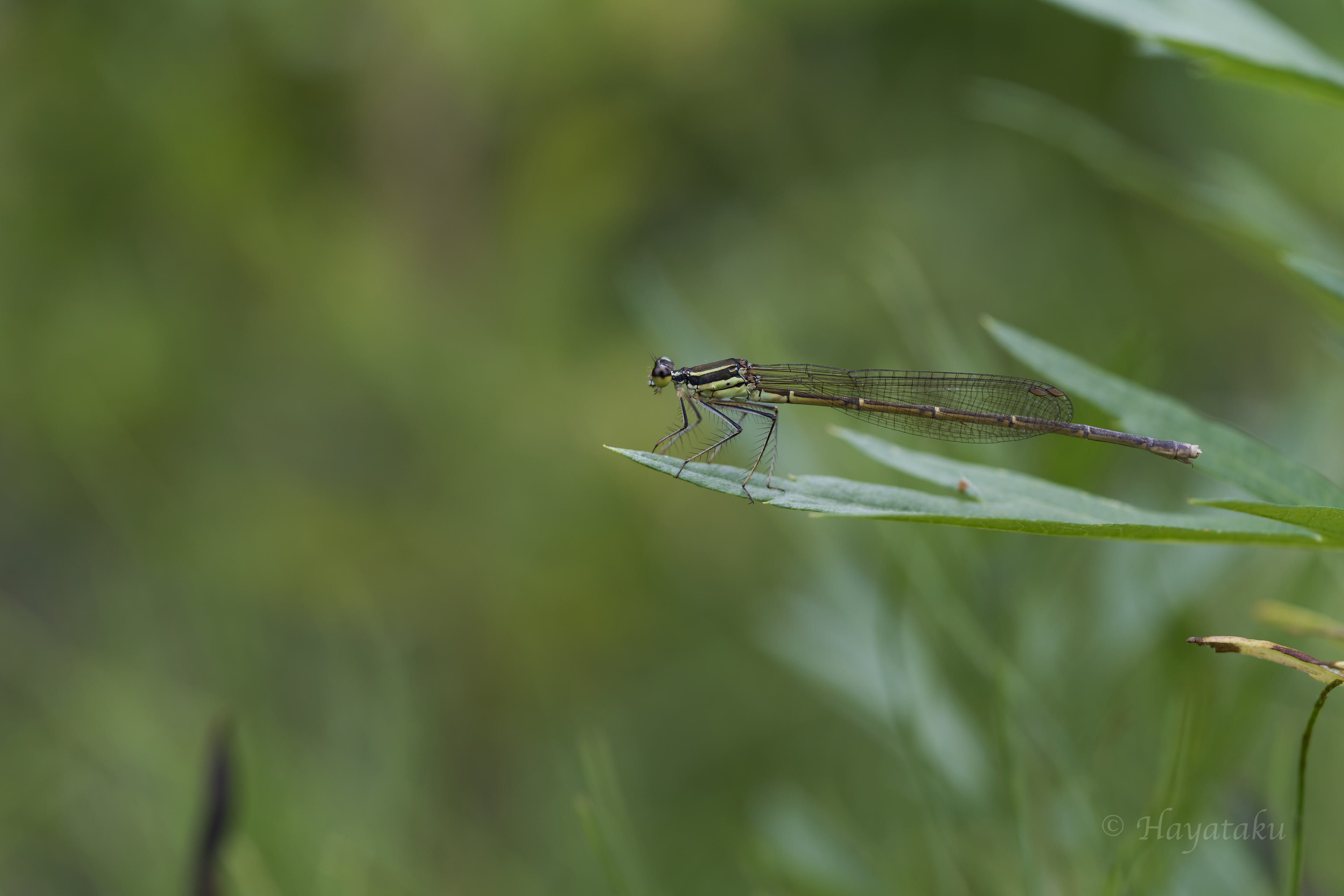 モノサシトンボ