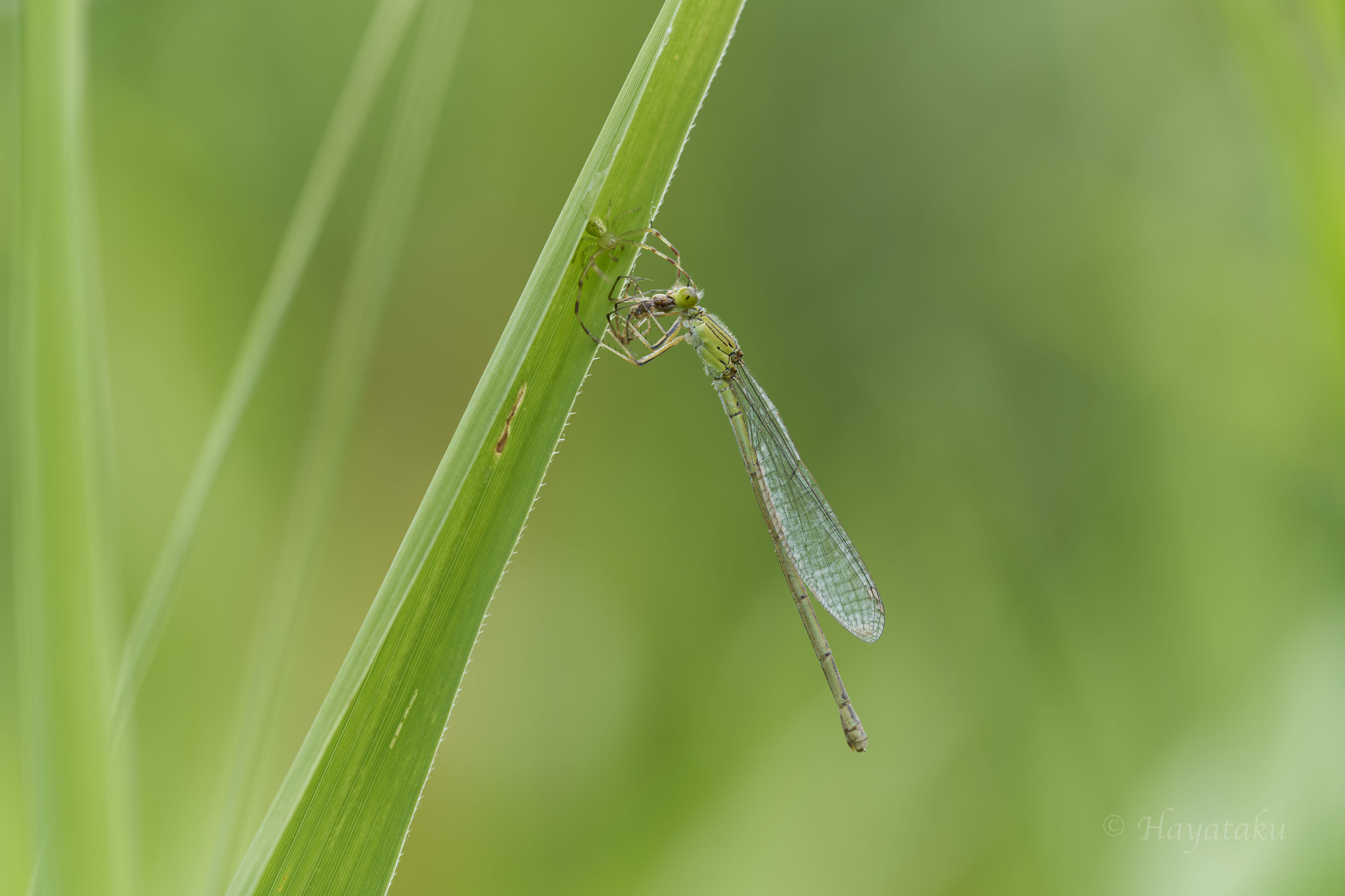 オオセスジイトトンボ