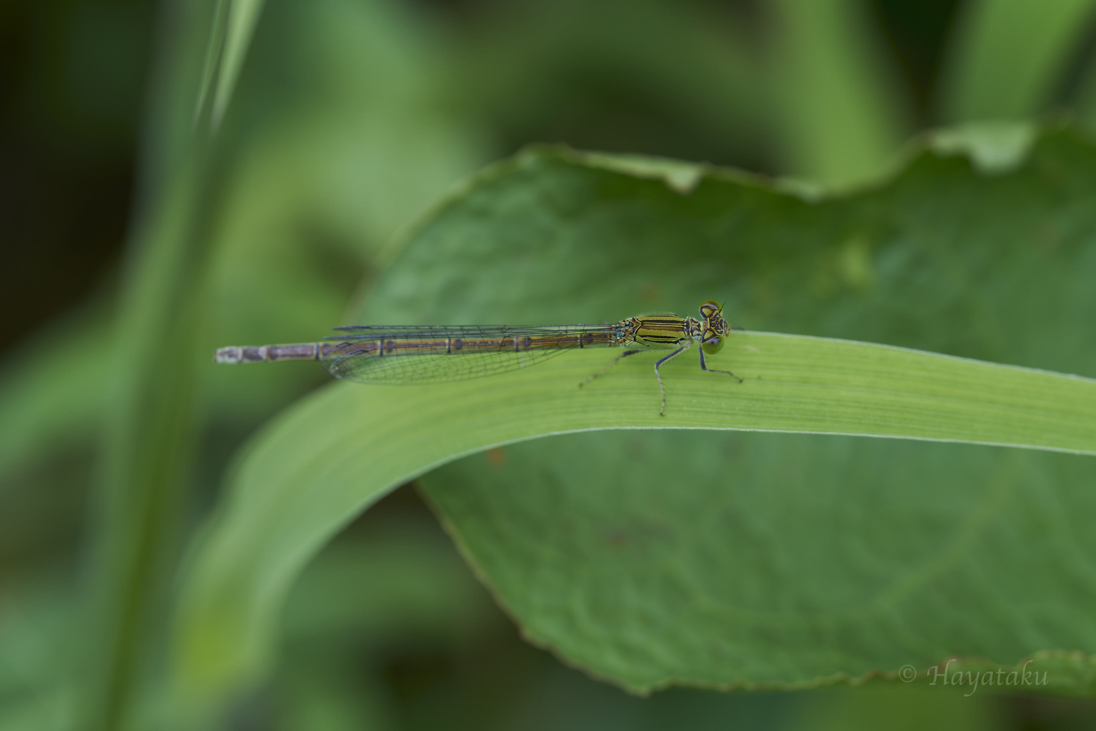 オオセスジイトトンボ