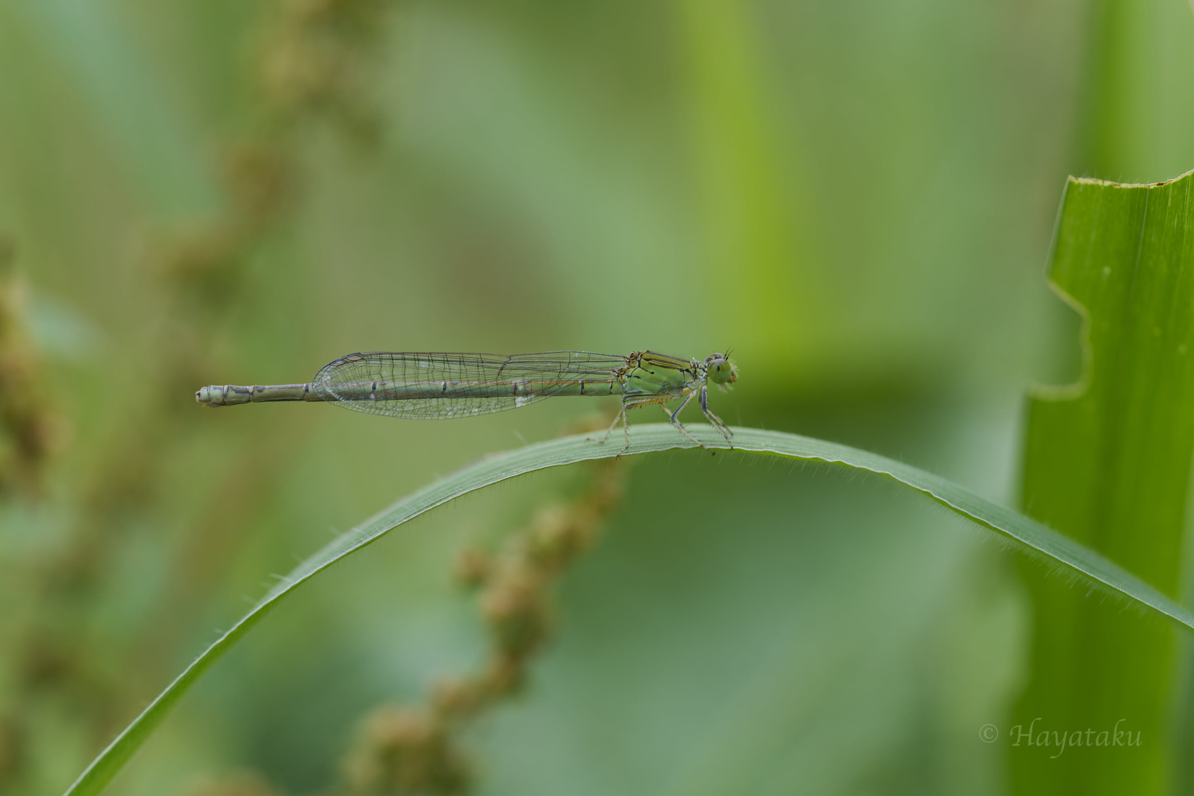 オオセスジイトトンボ