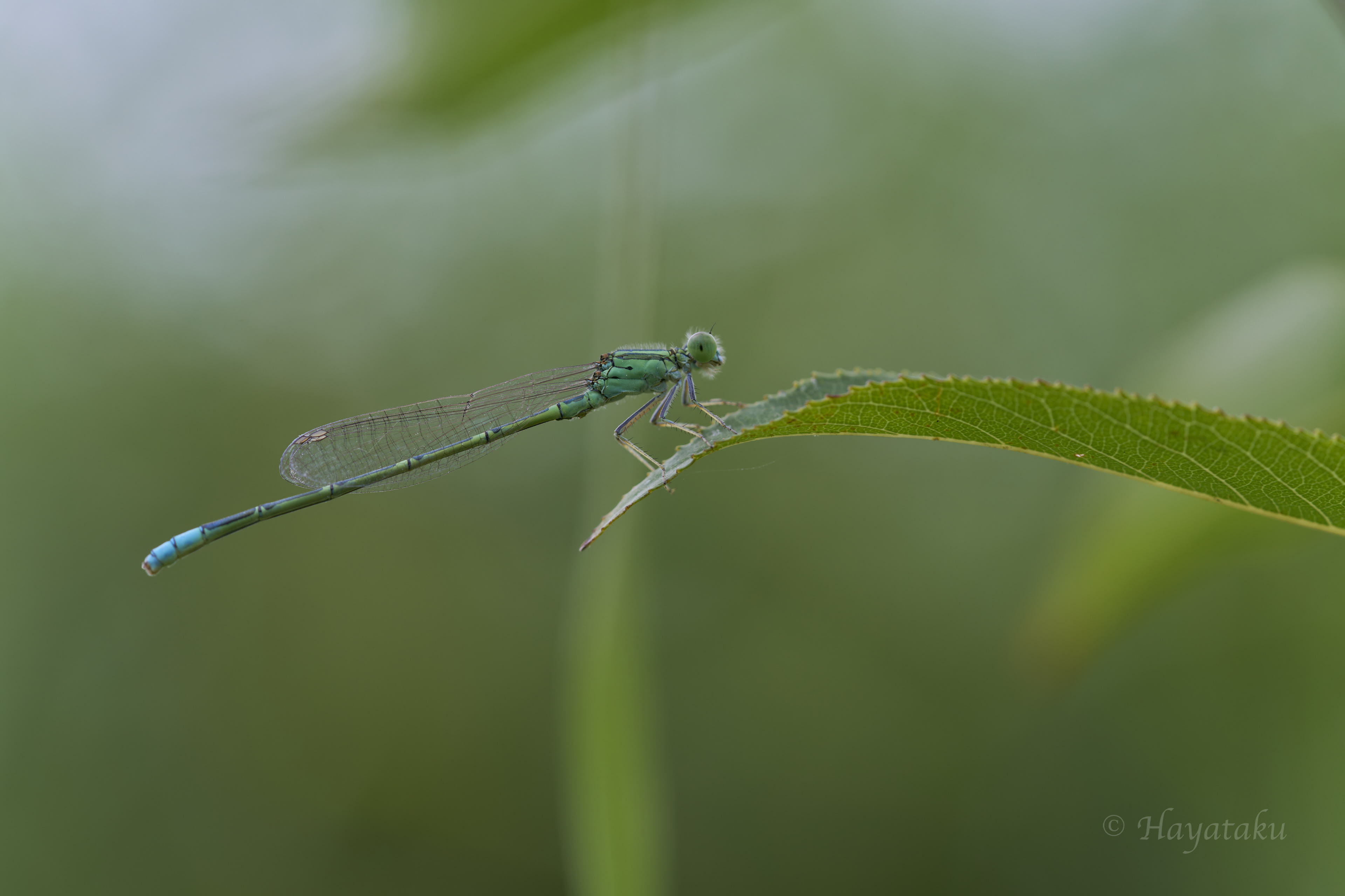 セスジイトトンボ