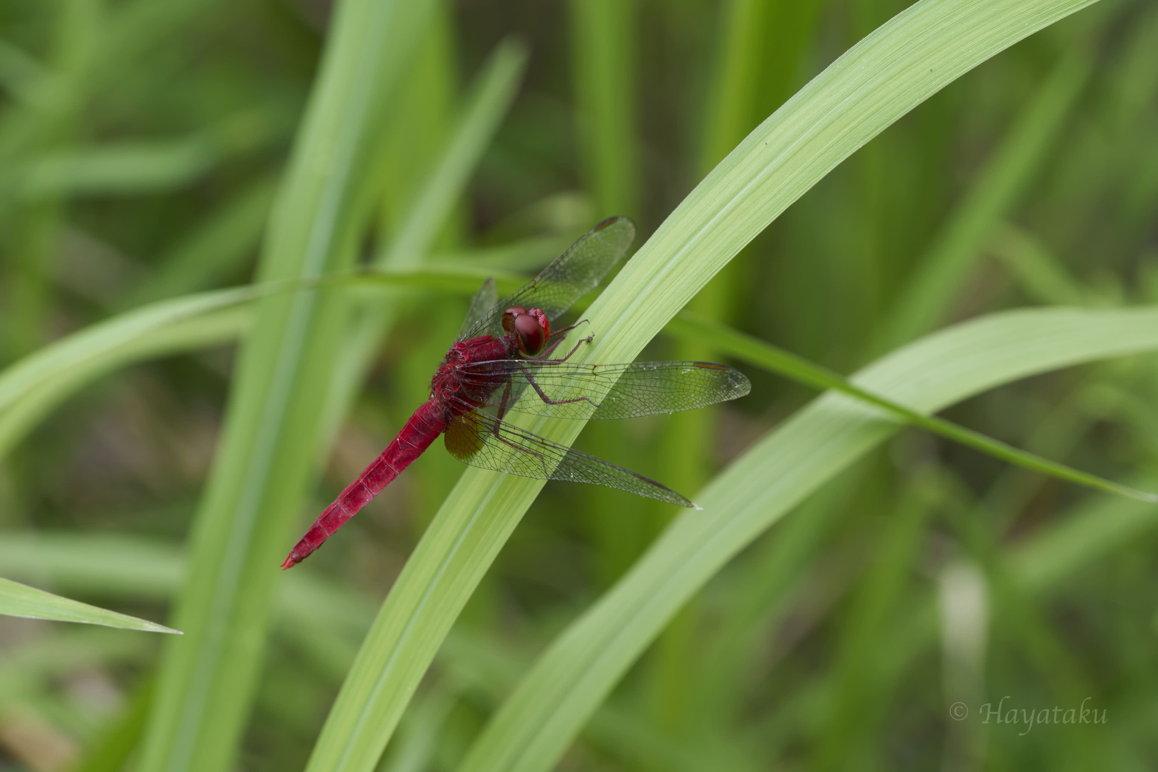 ショウジョウトンボ