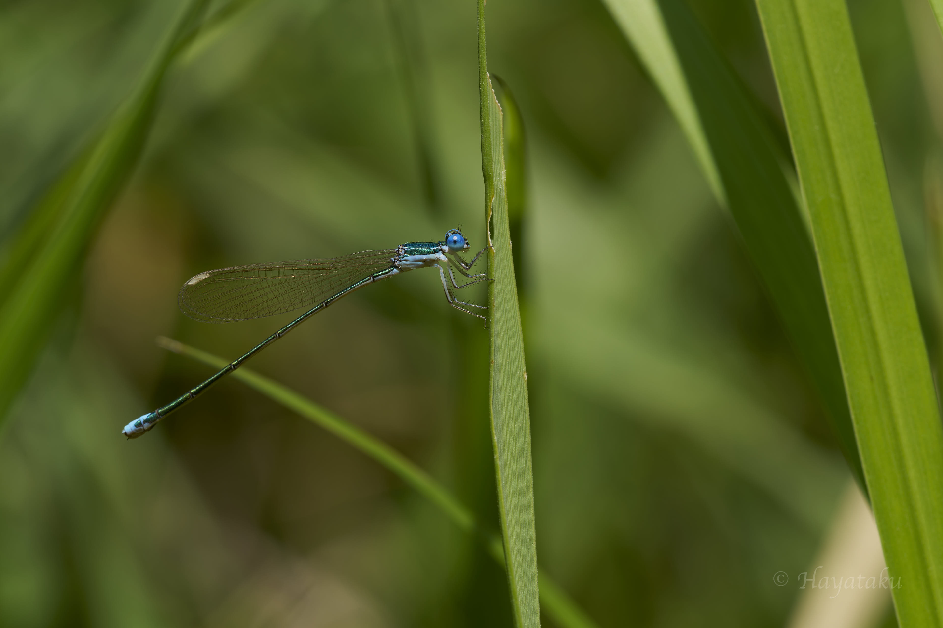 カラカネイトトンボ