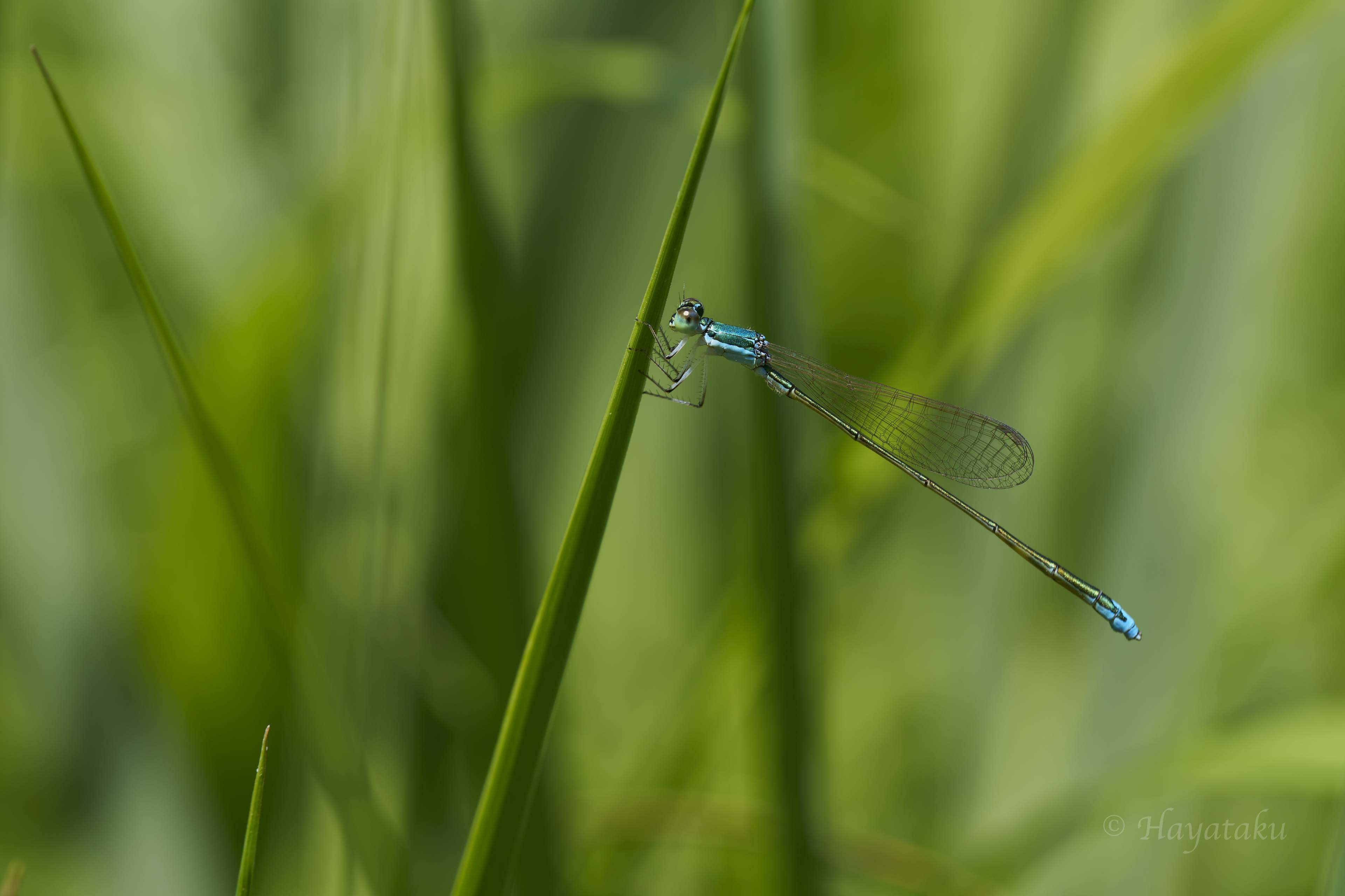 カラカネイトトンボ