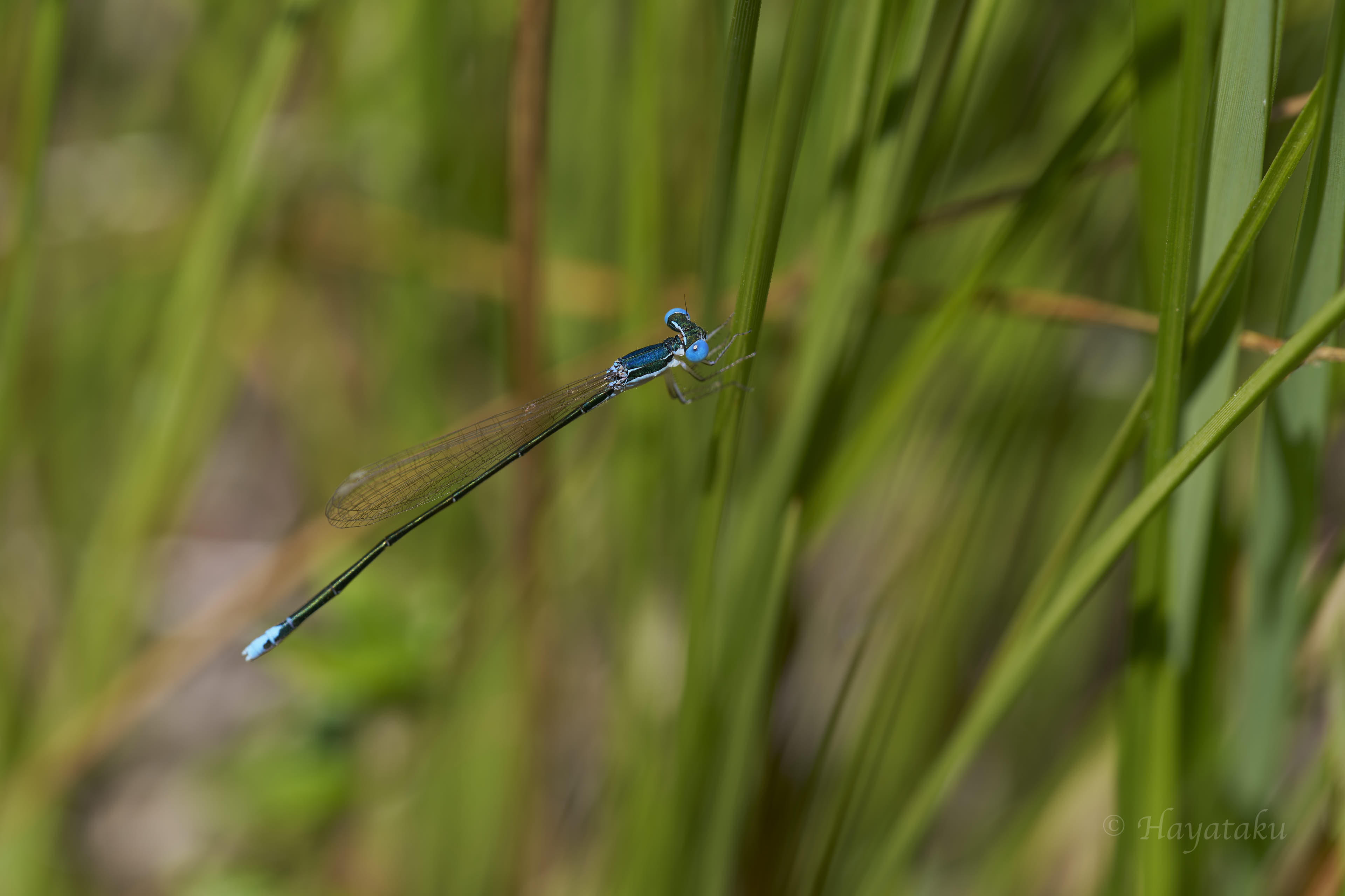 カラカネイトトンボ