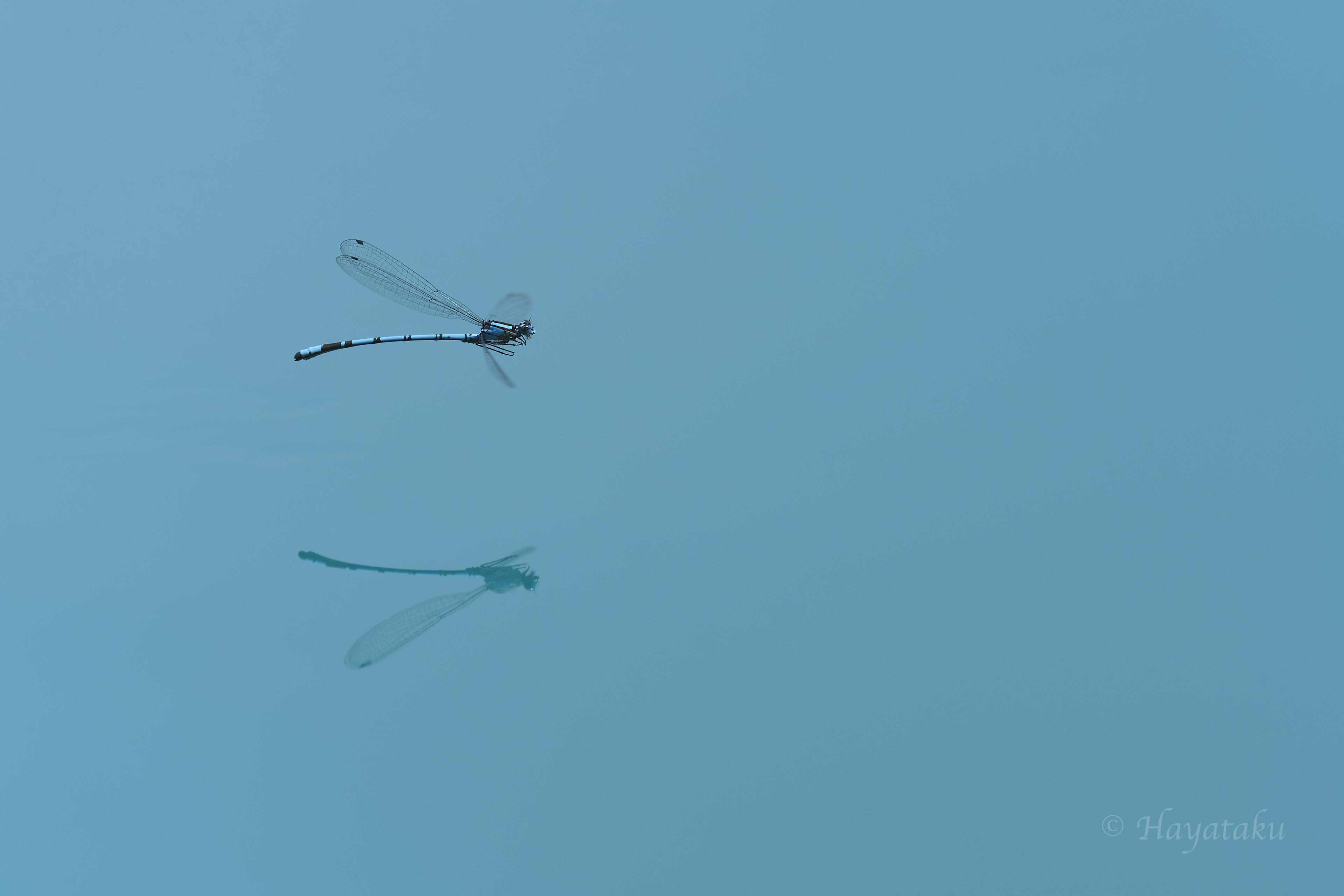 ルリイトトンボ