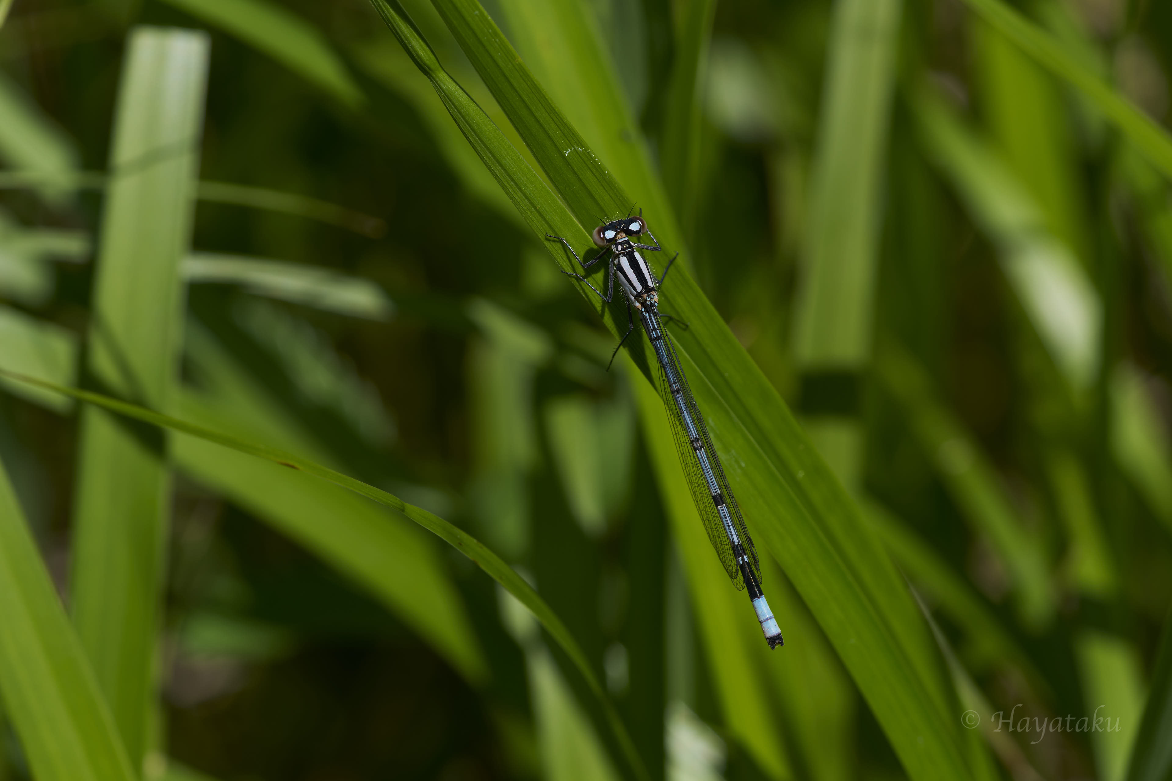 ルリイトトンボ