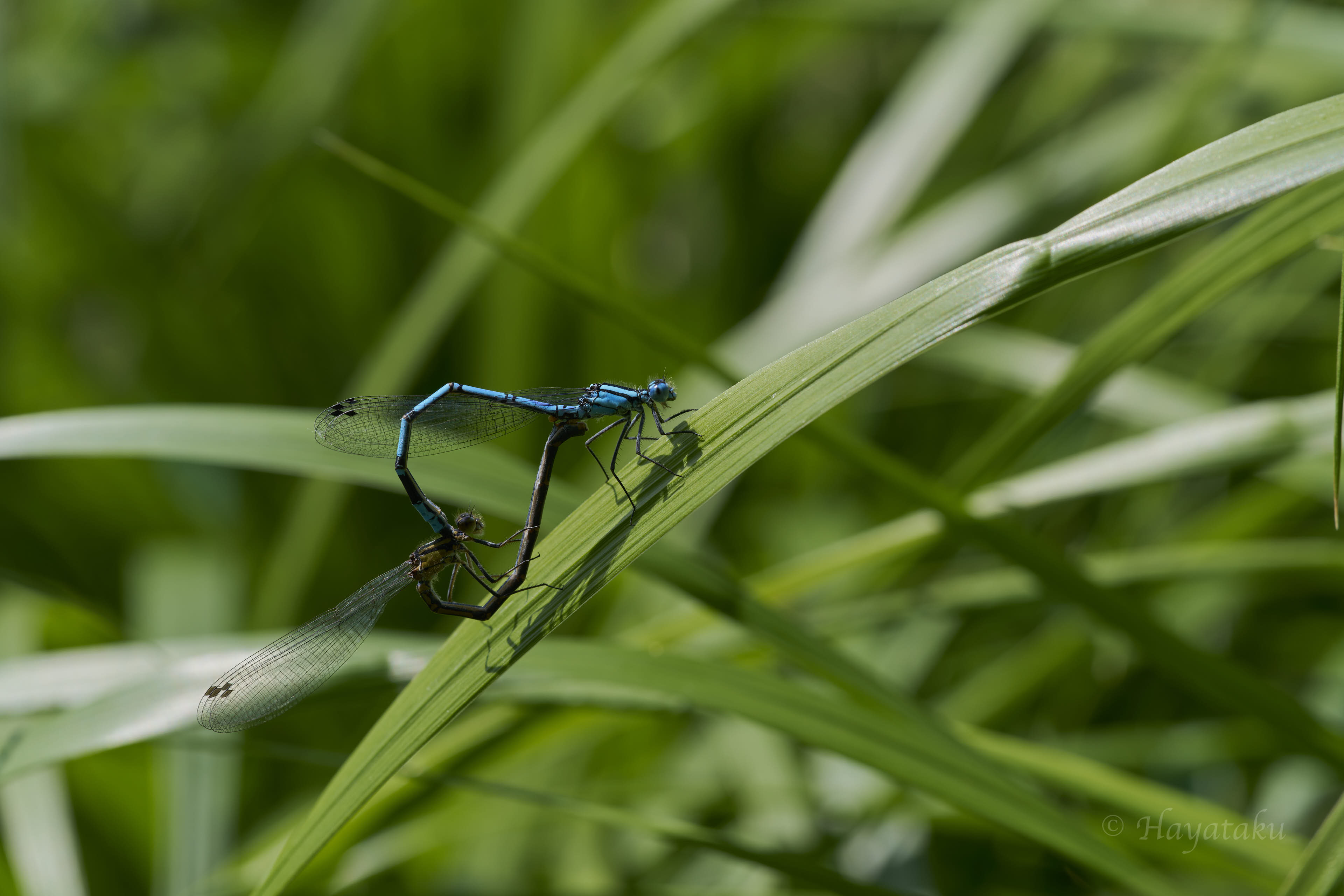 ルリイトトンボ