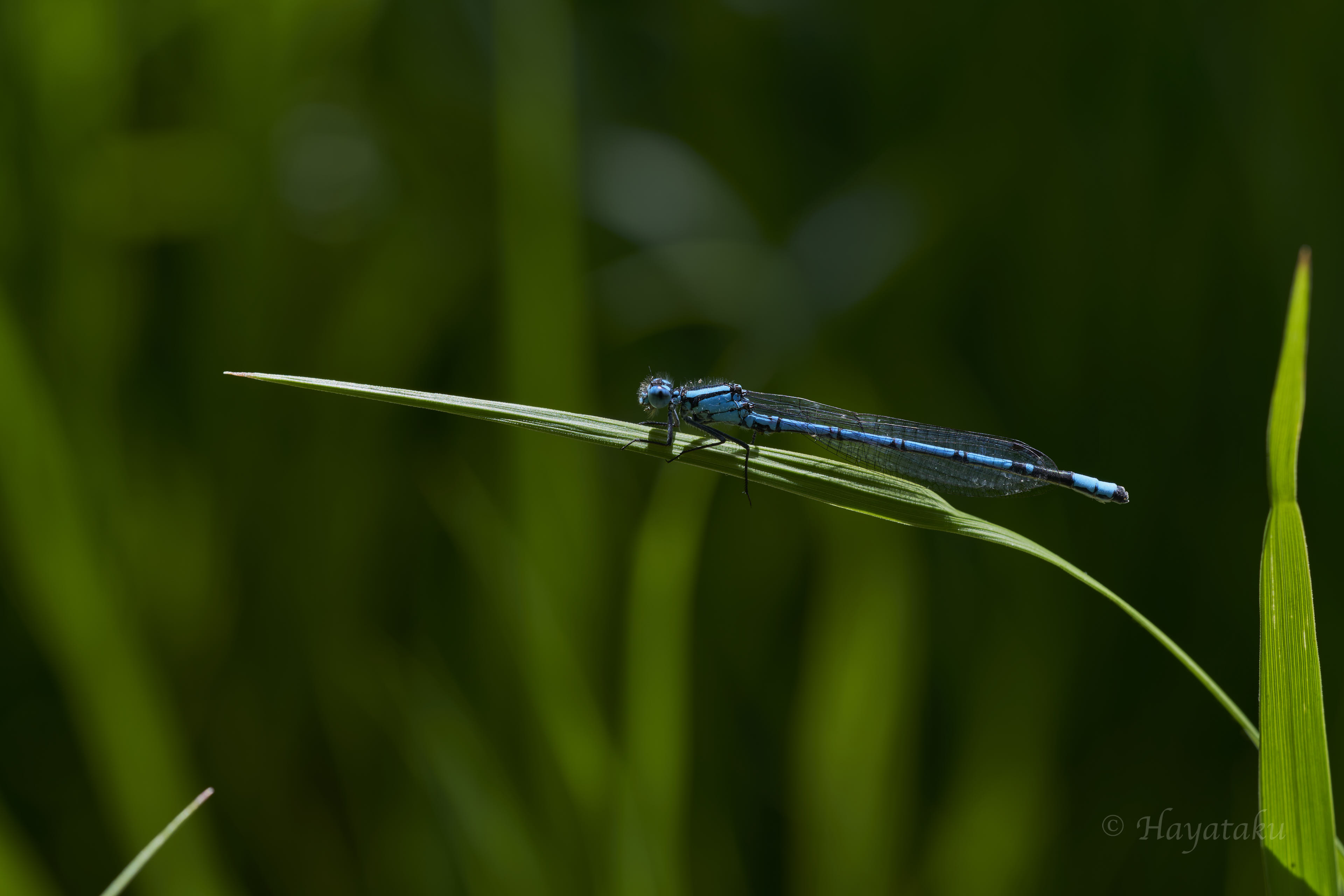 ルリイトトンボ