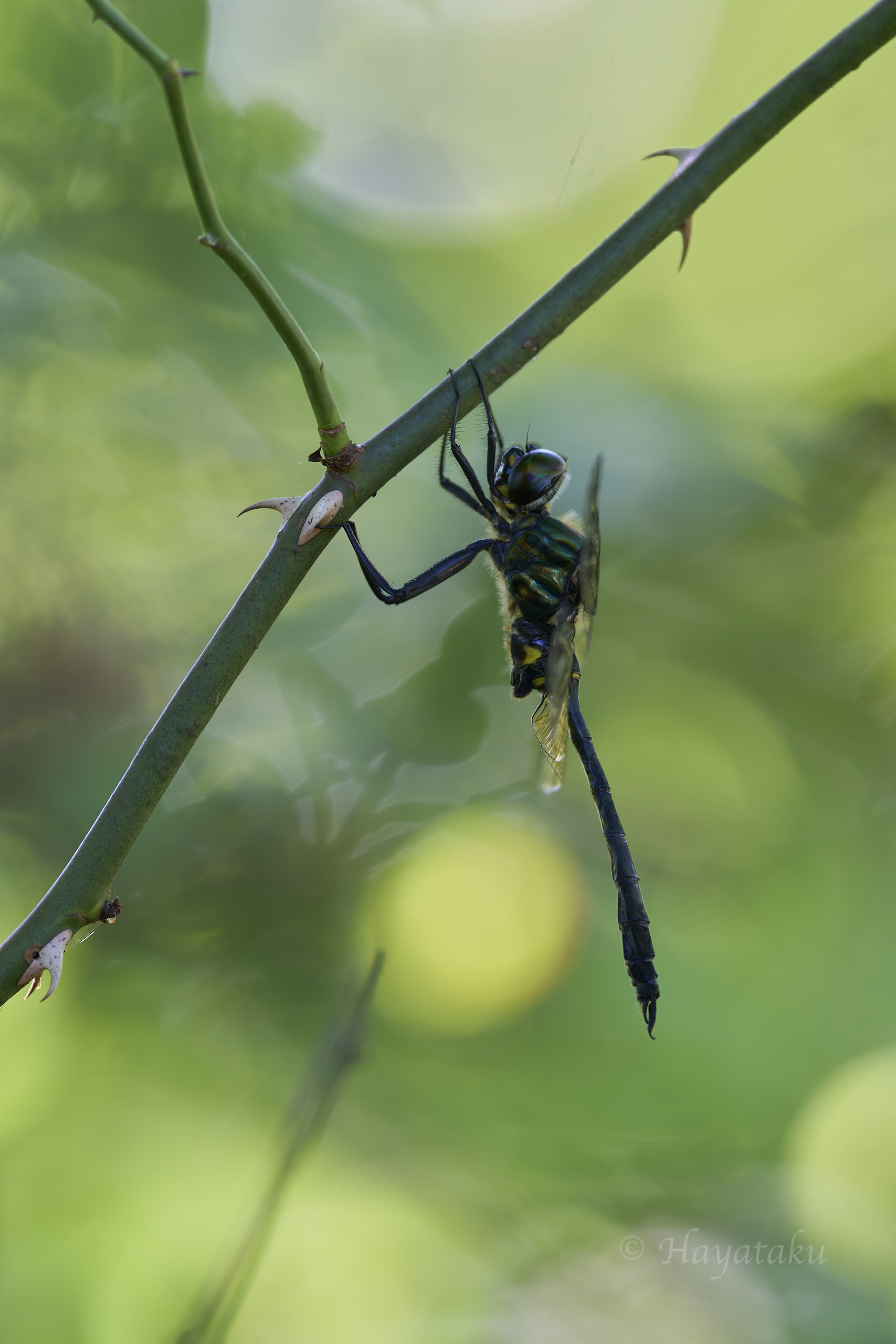 ハネビロエゾトンボ