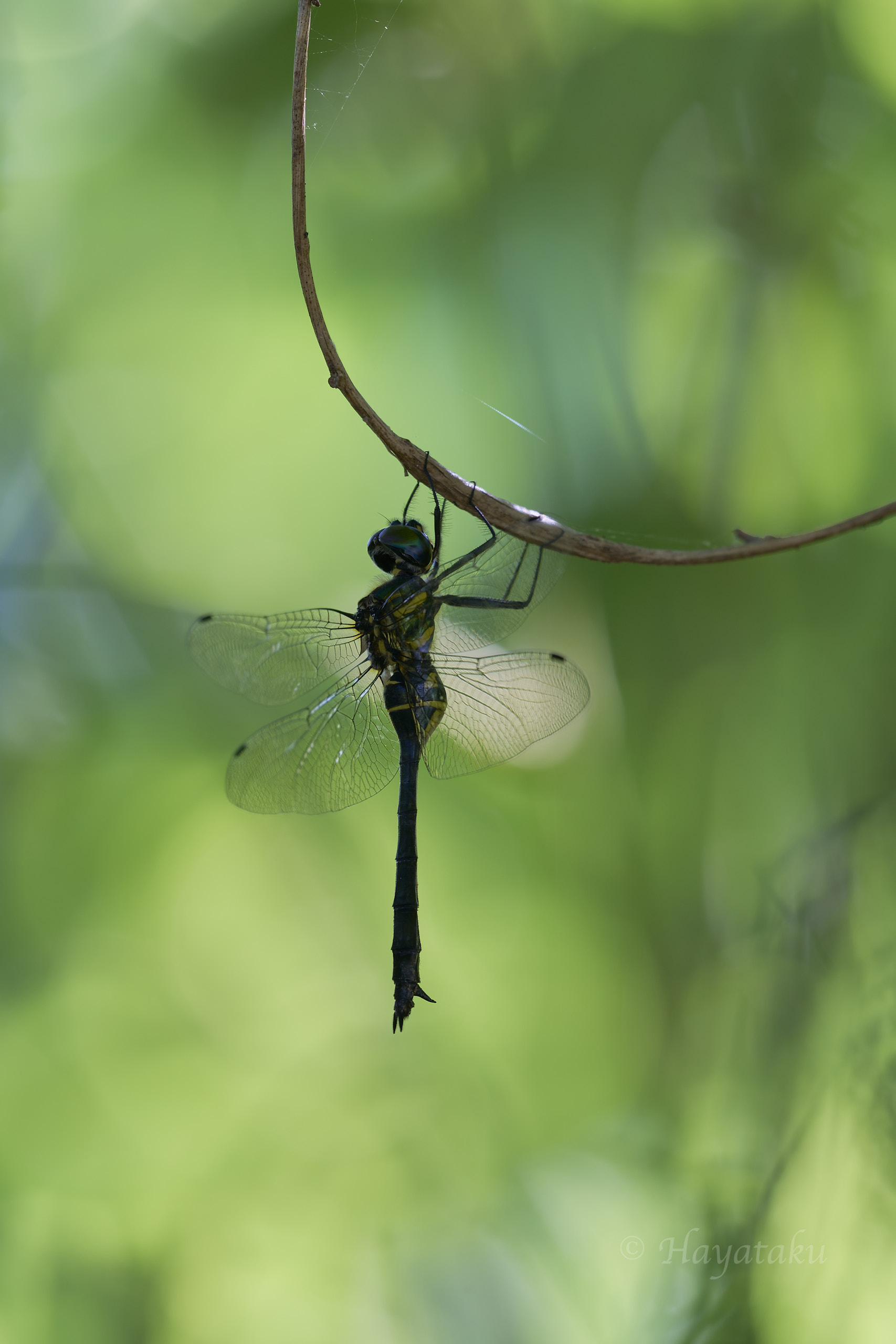 ハネビロエゾトンボ