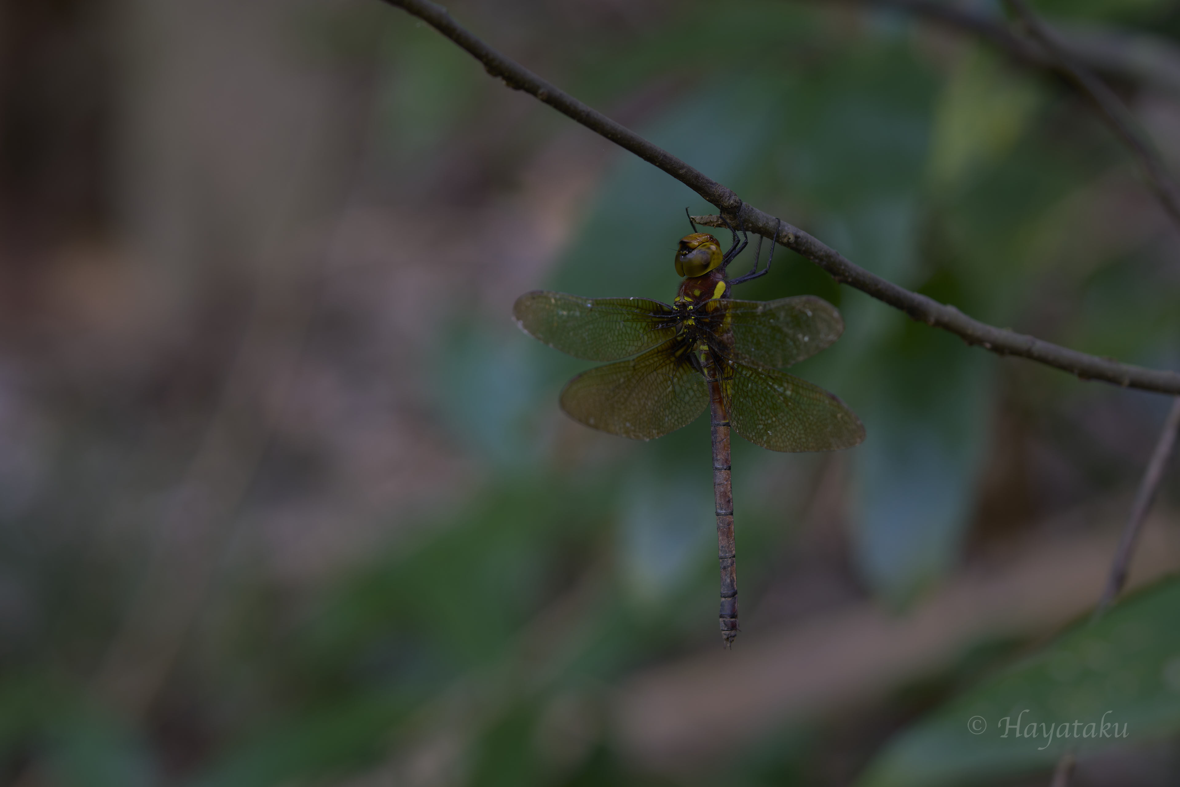 マルタンヤンマ