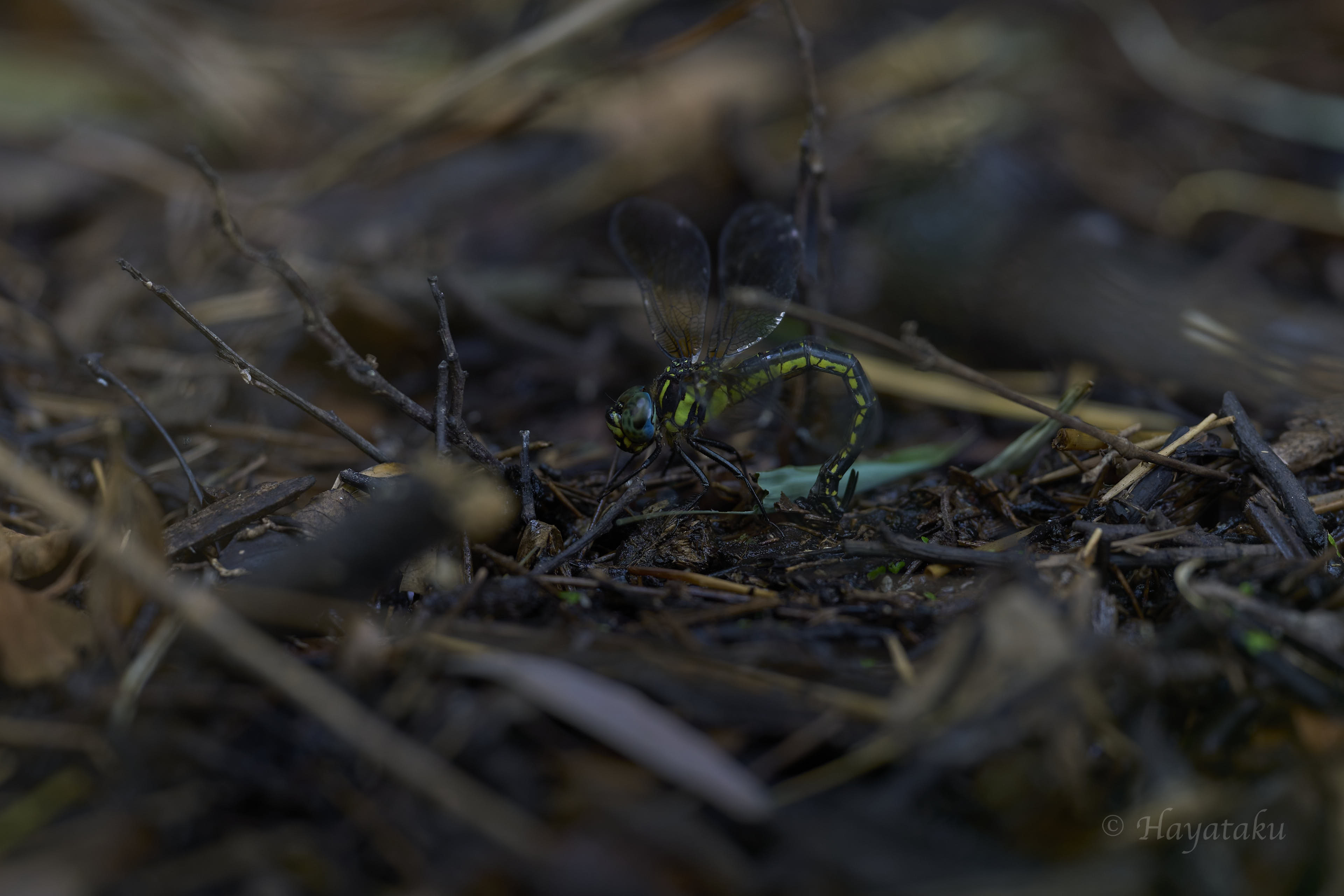 ネアカヨシヤンマ