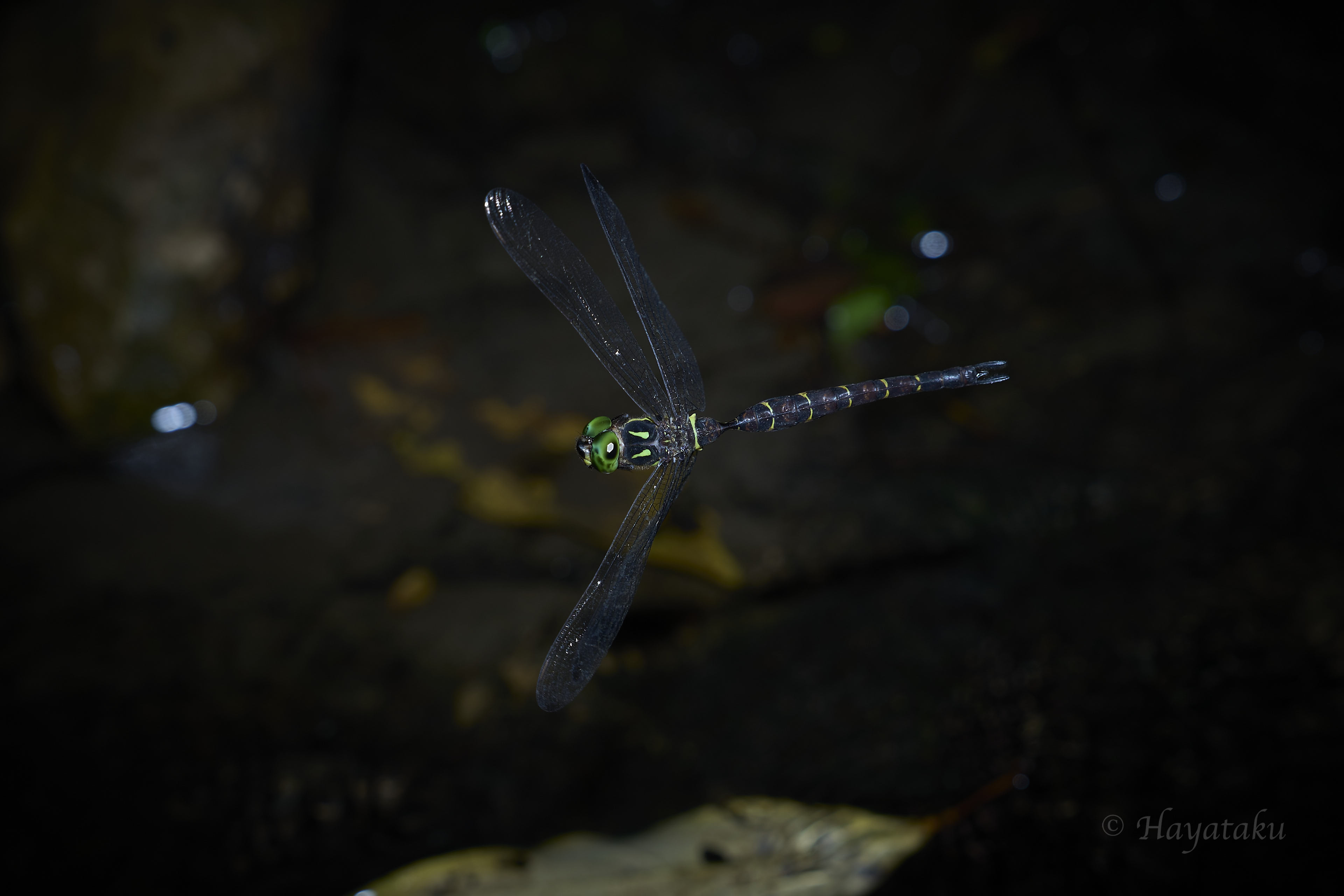 コシボソヤンマ