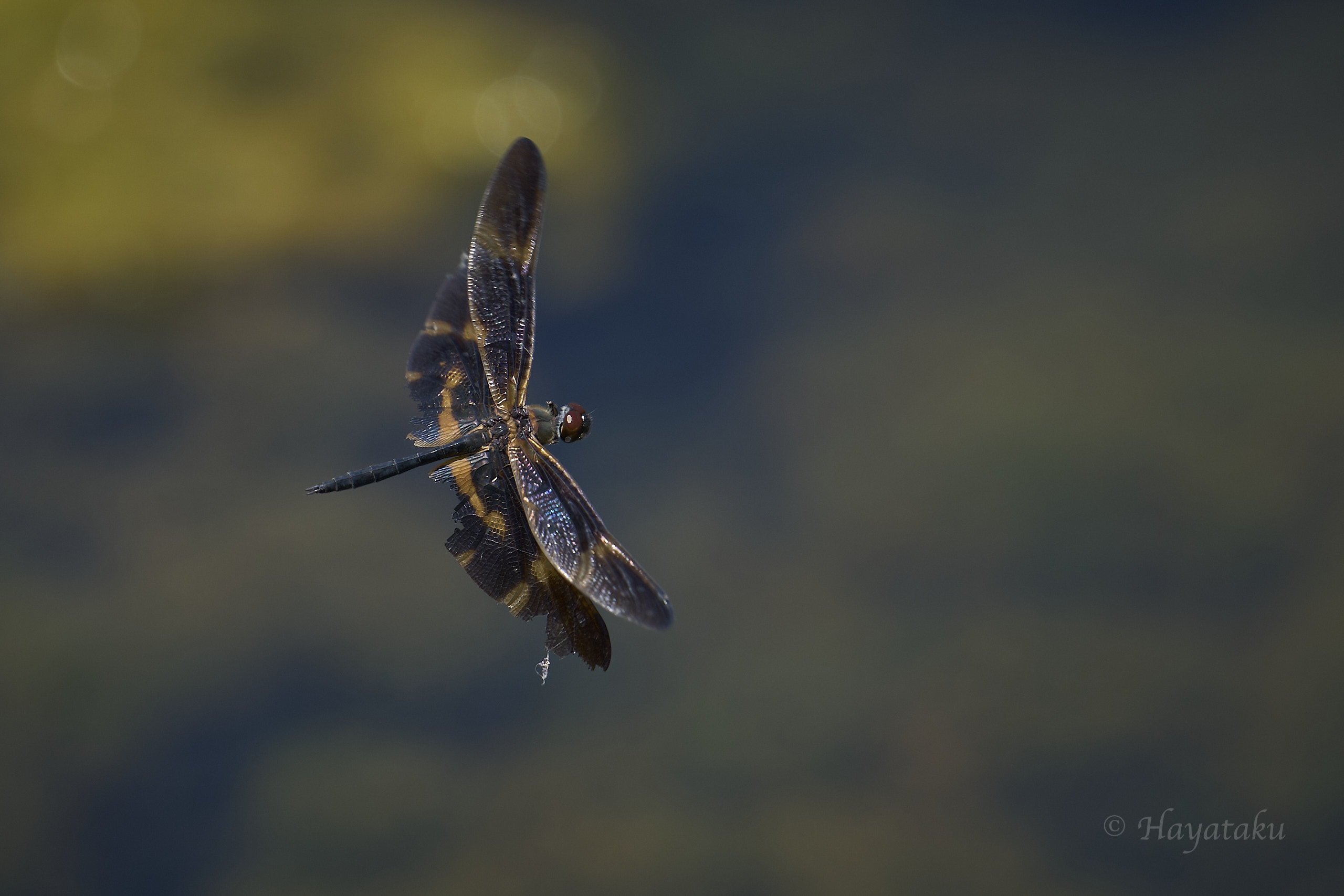 サイジョウチョウトンボ