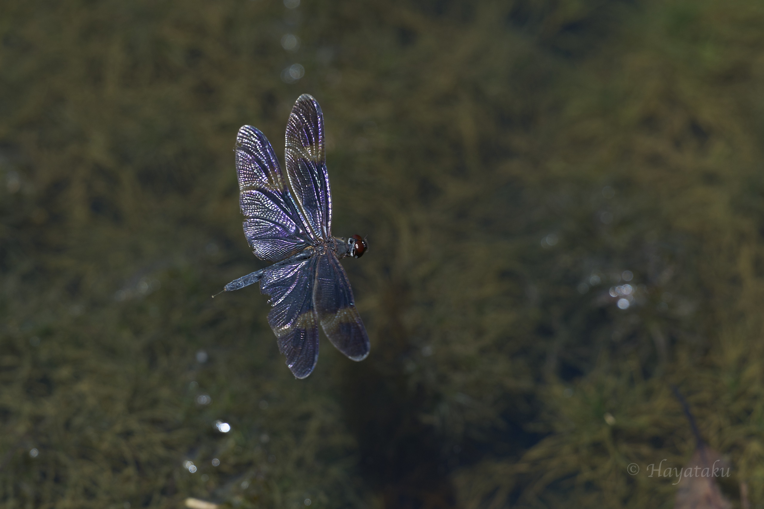 サイジョウチョウトンボ