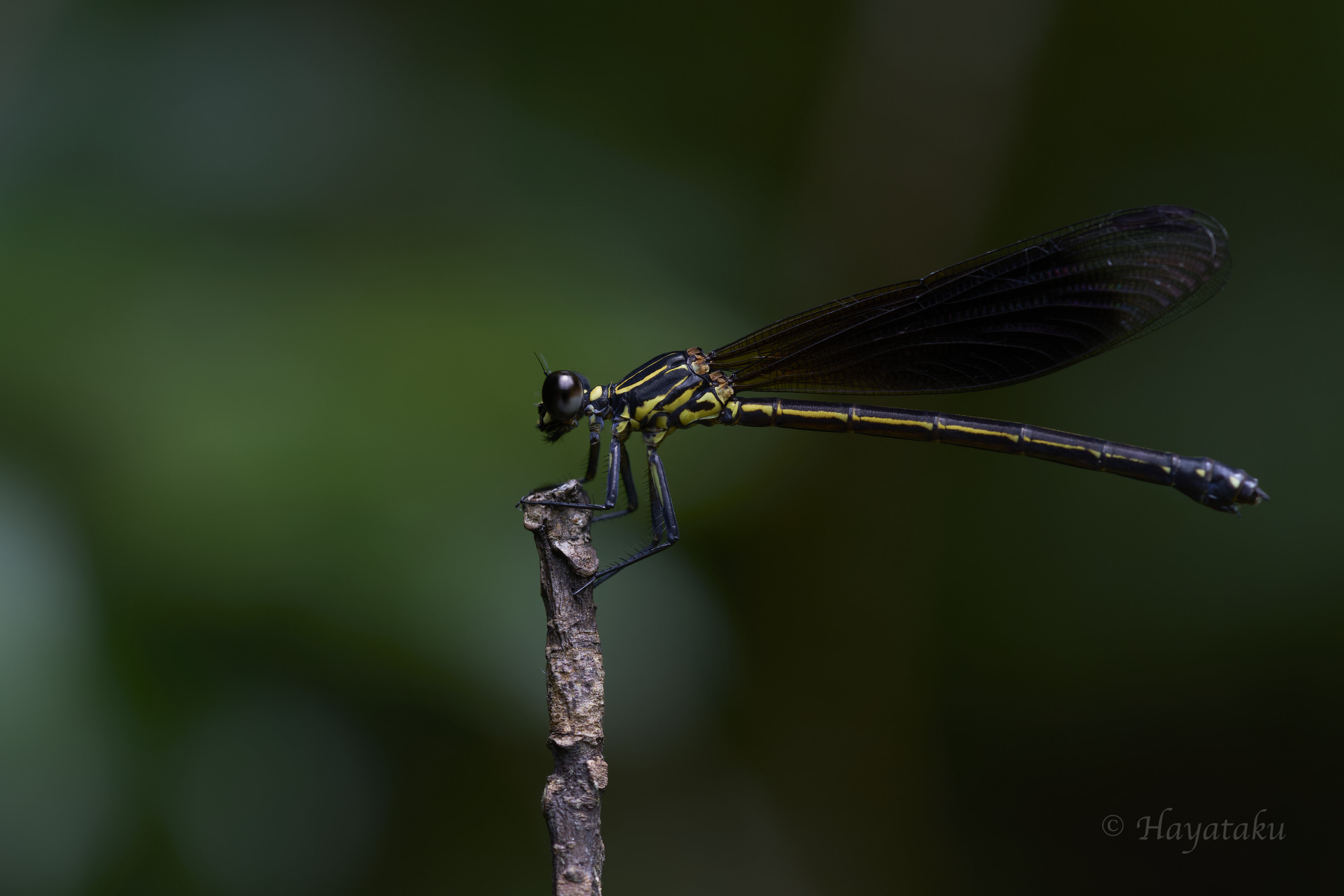 コナカハグロトンボ