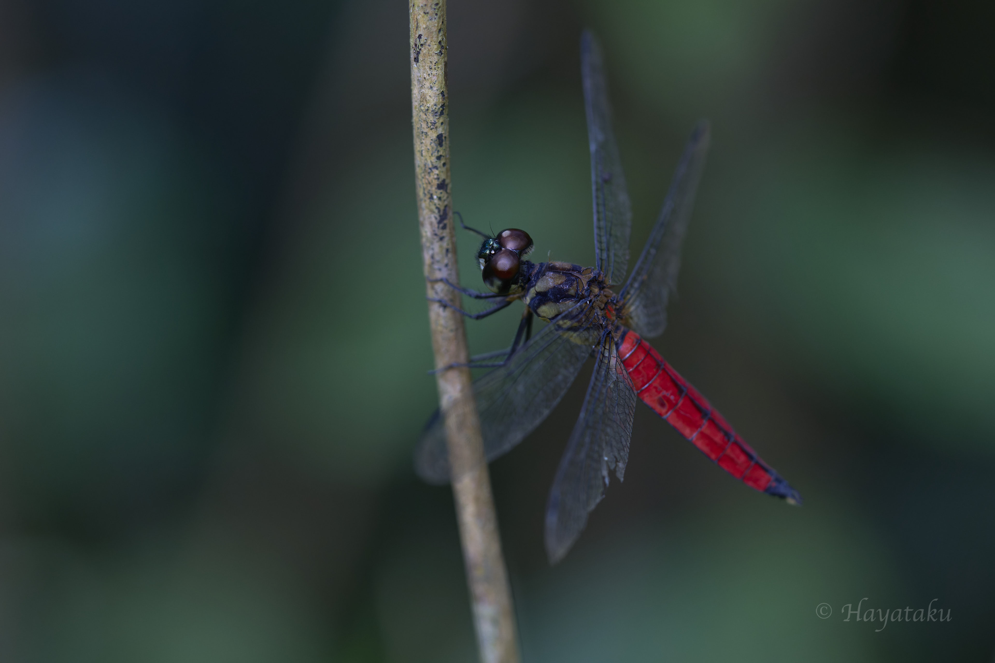オオハラビロトンボ